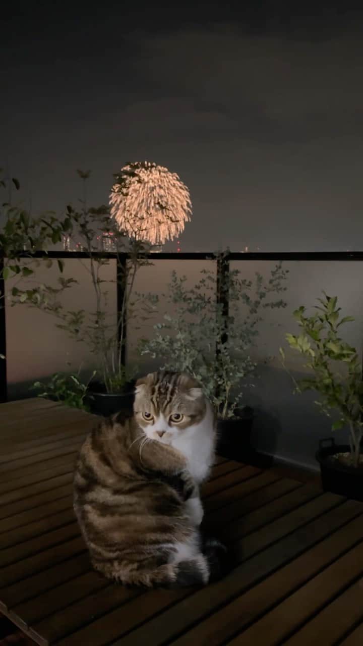のインスタグラム：「fireworks!🎇💓  今日は最後まで見れたうずらちゃん🐵✨  この秋は毎週のように花火大会が🎇 飲みながら見れたら最高なんだけど 秋だから開始時間が早くて出遅れちゃう😂  #cat #catsofinstagram #scottishfold #9gag #catlovers #fireworks #adorable #instacat #catlife #meowed #instagood #beautiful #cats_of_world  #ふわもこ部 #もふもふ #ねこ #猫 #スコティッシュフォールド #かわいい #花火 #猫部 #にゃんすたぐらむ #ペコねこ部」
