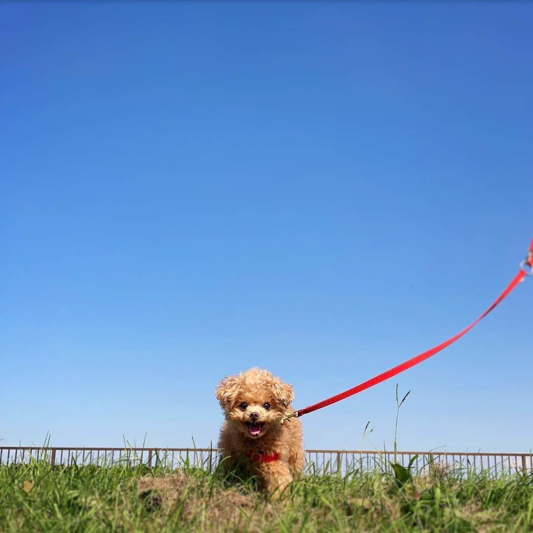 ふわのインスタグラム：「ちょっと遠出してふわ散歩。 ごきげんさん。  #toypoodle#toypoodlegram#dogsofinstagram#instadog#doglover#doglife#dog#fuwamama#ふわもこのふわ#ふわ#トイプードル#ふわもこ部#犬バカ部#親バカ部#犬のいる暮らし#いぬすたぐらむ#ふわ散歩」