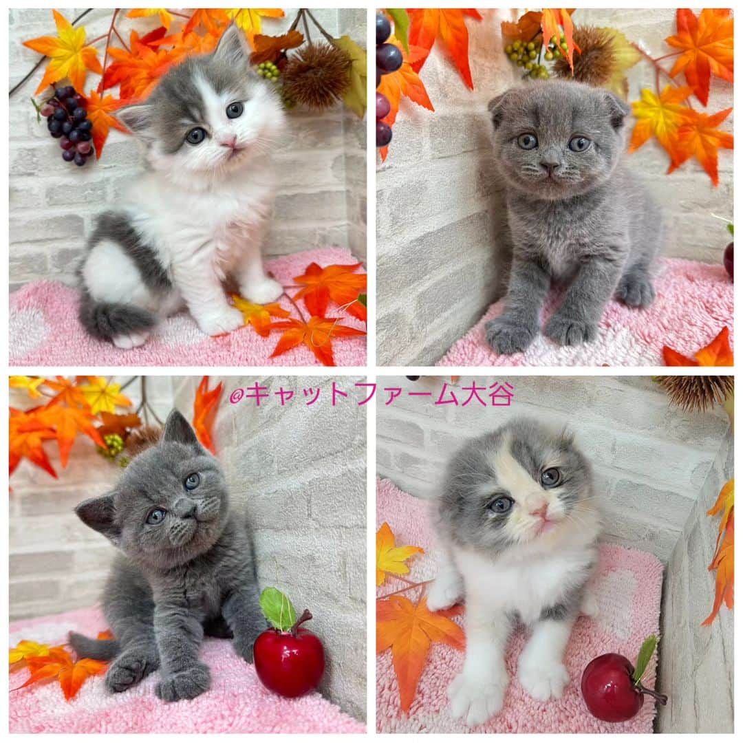 マンチカン(munchkin)キャットファーム大谷のインスタグラム：「本日ご紹介のスコちゃん達です😺❤ 詳細はHPをご覧下さいませ💕 No.2613 No.2614 No.2615 No.2616  ❁*·⑅❁*·⑅❁*·⑅❁*·⑅❁*·⑅❁*·  お店は、月・木曜日が定休日です。 現在、完全予約制になっておりますので ご来店される際はお店へお電話かメールにてご連絡くださいませ🙇‍♀️  お待ちしております🎵  ❁*·⑅❁*·⑅❁*·⑅❁*·⑅❁*·⑅❁*·  #キャットファーム大谷#まんちかん#マンチカン#ネコ#こねこ#にゃんこ#猫ちゃん#ねこ部#ニャンスタグラム#猫#ねこ#子猫#モフモフ#モフモフねこ#ミヌエット#短足#ねこすたぐらむ#愛猫#かわいい#ふわもこ部#猫のいる暮らし#マンチカンブリーダー#ミヌエットブリーダー」