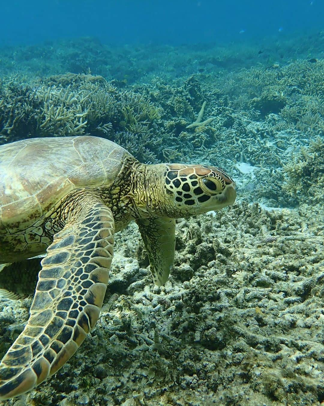 吉岡久美子さんのインスタグラム写真 - (吉岡久美子Instagram)「、 まだまだ海の写真ある😂🏝️  座間味島の海ほんまに好きやあ🩵🐠 、 、 、 #ビキニ #ビーチ #水着 #ビキニ女子 #ビキニギャル #ビキニガール #ビキニ水着 #海 #海コーデ #海が好き #インスタ女子 #ロングヘア #夏 #ビジョビ #美女 #美容 #沖縄 #沖縄旅行 #座間味 #座間味島 #座間味ブルー #座間味島ビーチ #慶良間ブルー」10月28日 18時55分 - kuunyaaan