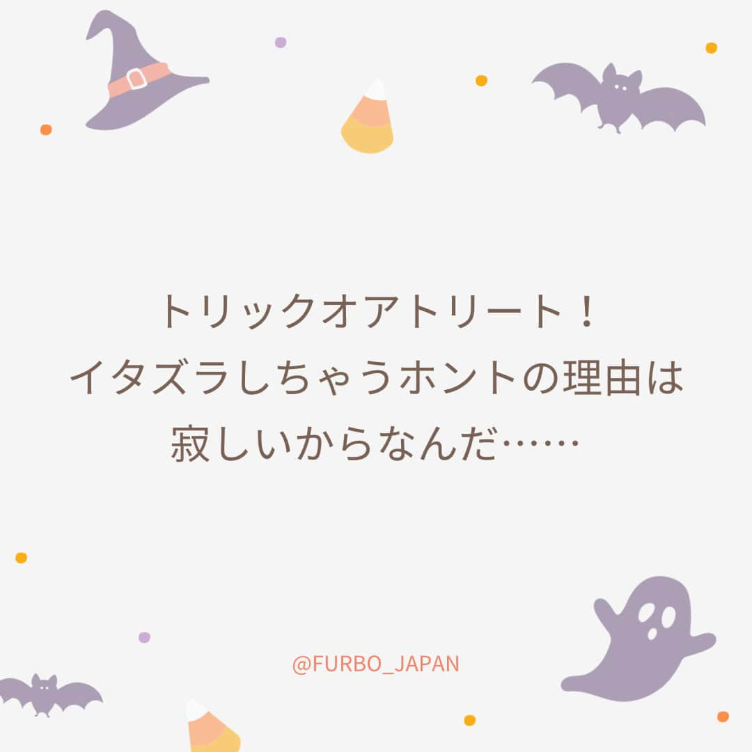 Furbo ドッグカメラのインスタグラム：「▼ イタズラも大事なメッセージ🐶🐱🎃  おやつをあげてもあげなくても イタズラっ子で手に負えない……  お留守番中の愛犬や愛猫のイタズラに お困りの方はいらっしゃいませんか？🤔  ペットたちのイタズラは、 かわいい好奇心が理由の場合もあれば、 分離不安のサインである場合もあります🥺  分離不安はワンちゃんだけでなく 猫ちゃんもなり得るってご存知でしたか？😣  イタズラの頻度が多いときは、 Furboでお留守番中の様子を録画して  獣医師さんやトレーナーさんに 映像を共有すると、  イタズラの原因究明がしやすく オススメです😊💡    ⋯    Furbo（ファーボ）は、 世界中で110万人以上のペット愛好家が愛用する 大人気ペットカメラブランドです🎥✨  愛犬には ⇢  Furboドッグカメラ360°ビュー🐶  愛猫には ⇢  Furboネコカメラ360°ビュー 🐱🆕  どちらもプレミア機能に契約すると 犬猫それぞれに最適化した高機能がプラスされ お留守番環境がもっと安全に💓  Furboとプレミア機能の詳細は プロフィールリンク🔗へ🐕🐈💨   ⇨ @furbo_japan      #Furbo #ファーボ #ペットとの暮らし #ペットのいる生活 #ペットと一緒 #ペットと暮らす #ペットと暮らそう #犬猫のいる暮らし #犬猫好き #犬好き #猫好き #犬の気持ち #猫の気持ち #ペットの気持ち #分離不安 #ハロウィン」