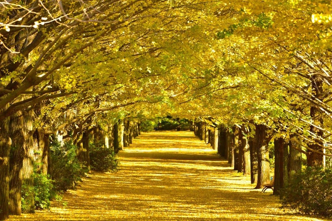 レッツエンジョイ東京さんのインスタグラム写真 - (レッツエンジョイ東京Instagram)「イチョウ並木の黄金トンネルは壮観😲  11/3(金・祝)～11/26(日)までの期間、国営昭和記念公園で「黄葉・紅葉まつり　秋の夜散歩」を開催予定！  かたらいのイチョウ並木、および日本庭園のもみじのライトアップで幻想的な景色が楽しめます。  かたらいのイチョウ並木では音楽と動きのあるライティング演出が楽しめ、ピーク時は黄金のトンネルができ上がります。 日本庭園は、中央の池に映り込んだ景色もキレイです🍁✨  🔸国営昭和記念公園 @showakinenpark 📍東京都立川市緑町3173 🚉西立川 / 立川 / 立川北  #レッツエンジョイ東京 #おでかけ #おでかけスポット #東京 #デート #デートスポット #東京観光 #東京イベント #期間限定イベント #自然 #秋 #autumn #紅葉 #紅葉スポット #紅葉狩り #紅葉見頃 #紅葉シーズン #紅葉ライトアップ #ライトアップイベント #ライトアップ #いちょう #いちょう並木 #イチョウ #イチョウ並木 #風景 #日本の風景 #絶景 #さんぽ #散歩 #国営昭和記念公園」10月28日 19時01分 - lets_enjoytokyo