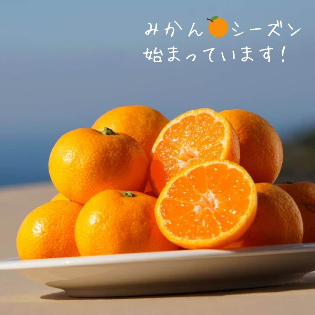 ポケットマルシェ(ポケマル) のインスタグラム：「みかんシーズンがスタートしています🍊 食べ逃しないよう今すぐチェック👀 . 極早生・早生みかんを始め、各地のみかんがポケマルでも続々出品されています🍊 . 同じ品種でも、産地や育て方で味が変わります。 これからのみかんシーズン、色々な生産者さんや品種からお取り寄せして、お気に入りを見つけてみませんか？ . ◆１枚目　小粒温州みかん（愛媛県/八幡浜市） 小粒なのでパクパク食べやすい！甘酸っぱさと濃いみかんのコクのバランスが◎ . ◆２枚目　ゆらみかん“田口早生”（和歌山県/日高郡） みかんの中では赤い果実が特徴。ジューシーな甘い果汁が口いっぱいにに溢れます♪ . ◆３枚目　浜ノまどんな（愛媛県/八幡浜市） じょうのうは薄くてやわらかく、そのまま食べられ、よくゼリーのような食感とも✨ . ◆４枚目　三ヶ日みかん（静岡県/浜松市） 小ぶりで皮も薄いため食べやすく、やさしい甘みと酸味が特徴。こたつみかんにピッタリ！ ….……………………… . 画像をクリックすると商品ページをご覧いただけます。 ポケマル公式アカウント（@pocket.marche）のリンクより、ポケマルにアクセスし、 「みかん」と検索すると、さらにたくさんの商品をご覧いただけます。 . ………………………… . 産直EC「ポケマル」では 📌産地直送の食材を紹介 📌生産者さんの紹介 📌ポケマルのキャンペーン を日々投稿しています！ . 投稿が気になったら、ぜひフォローをお願いします👉 @pocket.marche . ………………………… #ポケットマルシェ #ポケマル #pocketmarche #農家直送 #産地直送 #生産者応援 #産直食材 #旬 #こたつみかん #みかん #ミカン #蜜柑 #早生みかん #柑橘 #柑橘系 #柑橘類 #柑橘好き #おいしいもの好きな人と繋がりたい #愛媛県 #静岡県 #和歌山県 #季節の食材 #冬の風物詩」