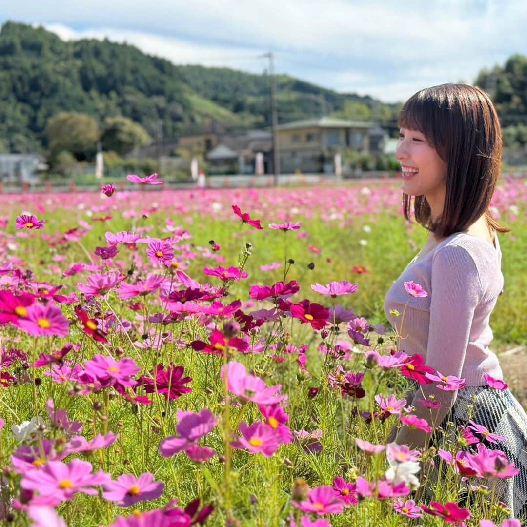 白木愛奈さんのインスタグラム写真 - (白木愛奈Instagram)「藤枝市岡部町 のコスモス畑❁  2週間ほど前に日曜版で紹介し、今日も渡部さんが土曜版で紹介していましたが、 ちょうど見頃に行けました〜😊  サッカーコートおよそ4面分に埋め尽くされたピンクのじゅうたん、本当に見応えがありました💞 秋の桜とも書くコスモスですが、その名の通り可憐で可愛らしく、いつまでも見ていられます。 ミツバチも花の蜜を吸いにきていました🐝🌸  来月の上旬頃まで見頃は続くそうです！  #藤枝観光 #コスモス畑 #秋晴れ #花めぐり #白木愛奈」10月28日 19時06分 - shiraki_mana