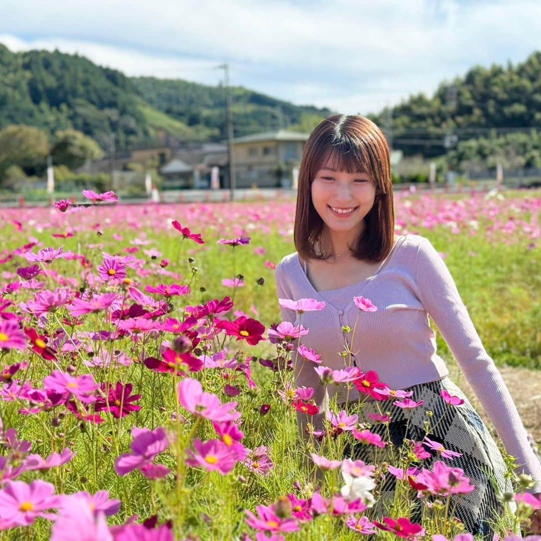 白木愛奈さんのインスタグラム写真 - (白木愛奈Instagram)「藤枝市岡部町 のコスモス畑❁  2週間ほど前に日曜版で紹介し、今日も渡部さんが土曜版で紹介していましたが、 ちょうど見頃に行けました〜😊  サッカーコートおよそ4面分に埋め尽くされたピンクのじゅうたん、本当に見応えがありました💞 秋の桜とも書くコスモスですが、その名の通り可憐で可愛らしく、いつまでも見ていられます。 ミツバチも花の蜜を吸いにきていました🐝🌸  来月の上旬頃まで見頃は続くそうです！  #藤枝観光 #コスモス畑 #秋晴れ #花めぐり #白木愛奈」10月28日 19時06分 - shiraki_mana