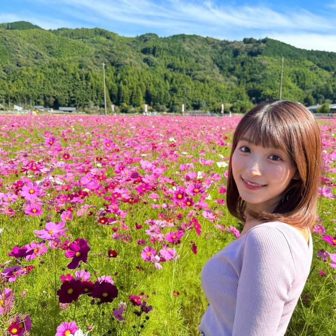 白木愛奈さんのインスタグラム写真 - (白木愛奈Instagram)「藤枝市岡部町 のコスモス畑❁  2週間ほど前に日曜版で紹介し、今日も渡部さんが土曜版で紹介していましたが、 ちょうど見頃に行けました〜😊  サッカーコートおよそ4面分に埋め尽くされたピンクのじゅうたん、本当に見応えがありました💞 秋の桜とも書くコスモスですが、その名の通り可憐で可愛らしく、いつまでも見ていられます。 ミツバチも花の蜜を吸いにきていました🐝🌸  来月の上旬頃まで見頃は続くそうです！  #藤枝観光 #コスモス畑 #秋晴れ #花めぐり #白木愛奈」10月28日 19時06分 - shiraki_mana