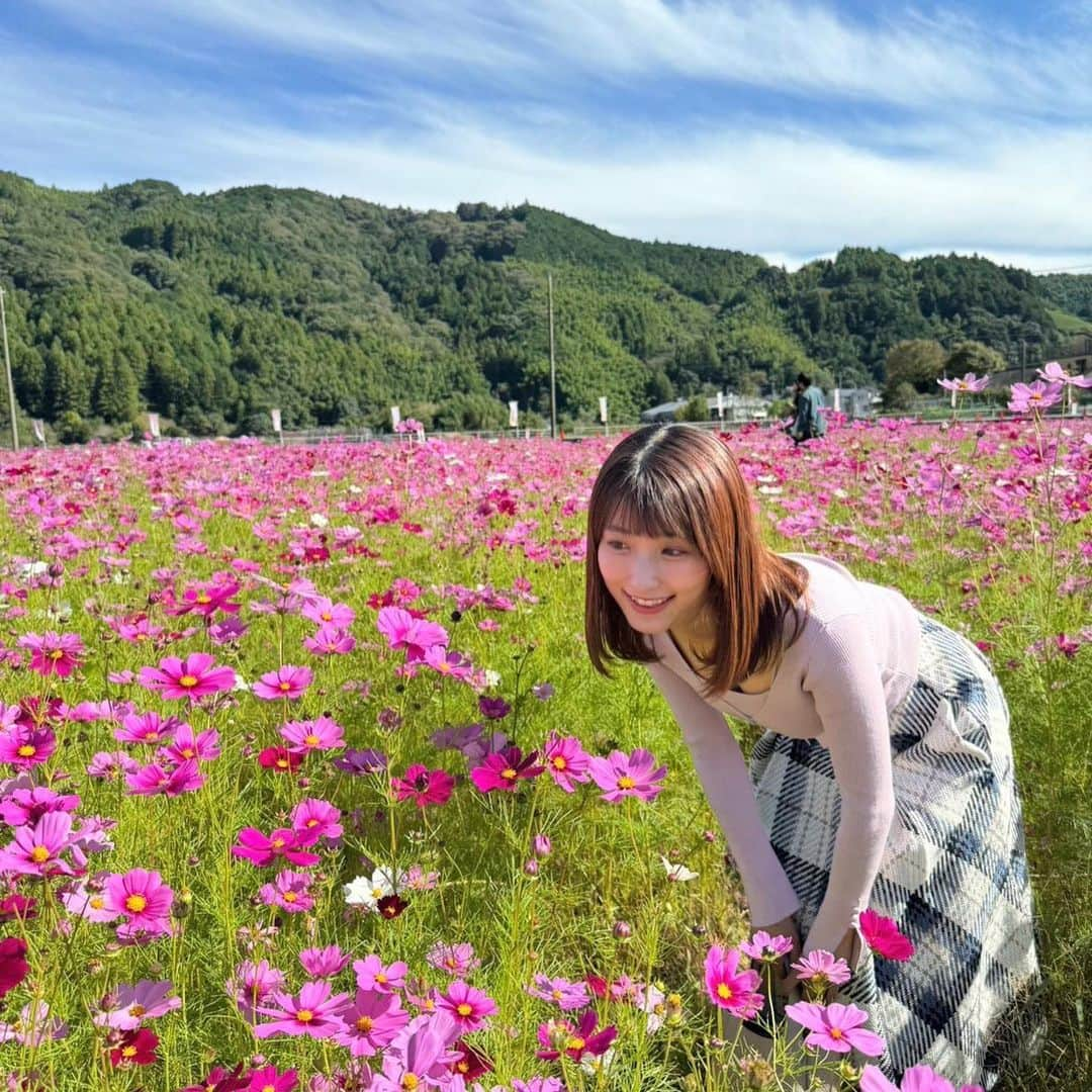 白木愛奈さんのインスタグラム写真 - (白木愛奈Instagram)「藤枝市岡部町 のコスモス畑❁  2週間ほど前に日曜版で紹介し、今日も渡部さんが土曜版で紹介していましたが、 ちょうど見頃に行けました〜😊  サッカーコートおよそ4面分に埋め尽くされたピンクのじゅうたん、本当に見応えがありました💞 秋の桜とも書くコスモスですが、その名の通り可憐で可愛らしく、いつまでも見ていられます。 ミツバチも花の蜜を吸いにきていました🐝🌸  来月の上旬頃まで見頃は続くそうです！  #藤枝観光 #コスモス畑 #秋晴れ #花めぐり #白木愛奈」10月28日 19時06分 - shiraki_mana