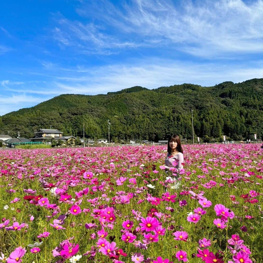 白木愛奈さんのインスタグラム写真 - (白木愛奈Instagram)「藤枝市岡部町 のコスモス畑❁  2週間ほど前に日曜版で紹介し、今日も渡部さんが土曜版で紹介していましたが、 ちょうど見頃に行けました〜😊  サッカーコートおよそ4面分に埋め尽くされたピンクのじゅうたん、本当に見応えがありました💞 秋の桜とも書くコスモスですが、その名の通り可憐で可愛らしく、いつまでも見ていられます。 ミツバチも花の蜜を吸いにきていました🐝🌸  来月の上旬頃まで見頃は続くそうです！  #藤枝観光 #コスモス畑 #秋晴れ #花めぐり #白木愛奈」10月28日 19時06分 - shiraki_mana