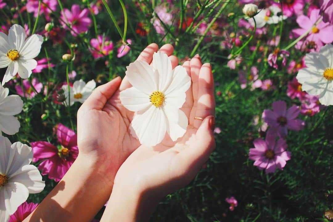 麗奈さんのインスタグラム写真 - (麗奈Instagram)「今日は秋桜を撮って来ました」10月28日 19時20分 - 0172reina