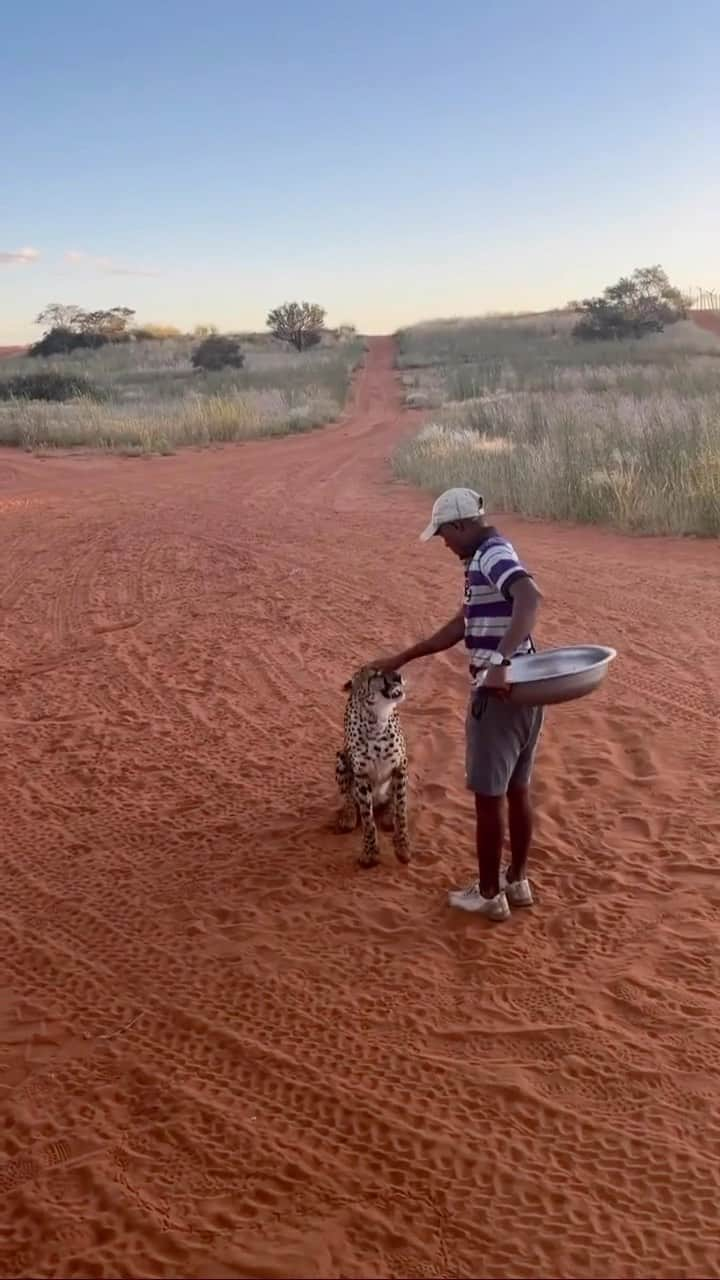 WildLifeのインスタグラム：「Time to eat 🐆🐆 who else calls their cats this way?  🎥 by @tipsheomoi on TikTok 📍 Kenya, East Africa Repost from @earthpix」