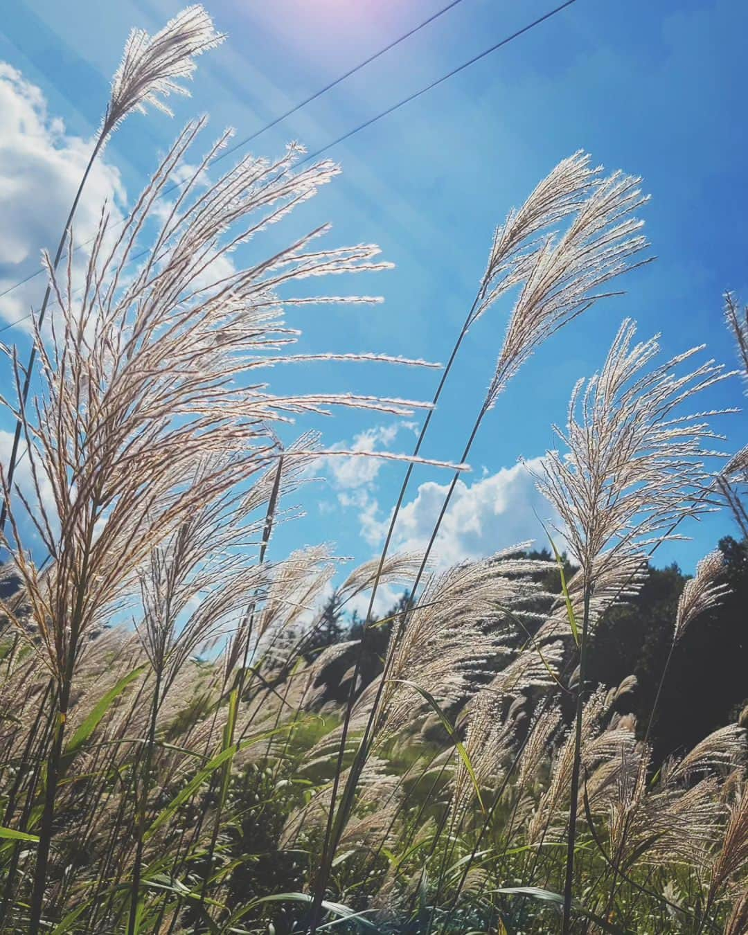 りんごちゃんさんのインスタグラム写真 - (りんごちゃんInstagram)「夏のような秋の写真🌾」10月28日 19時37分 - ringochan_0626