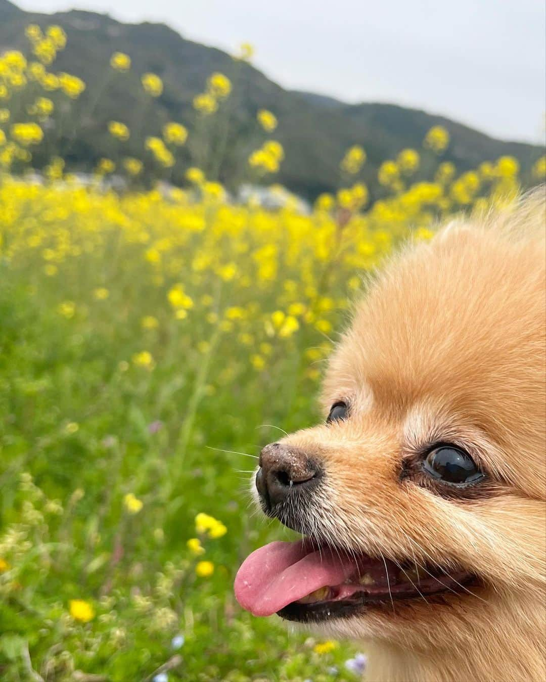 Hanaさんのインスタグラム写真 - (HanaInstagram)「今年の春の写真ですが #菜の花　と お姉のツーショット📷  #菜の花畑#花#flower#flowerphotography  #flowers#dog#dogsofinstagram#ポメラニアン#ポメ#pomeranian#kawaii#cute」10月28日 19時55分 - mofu2family