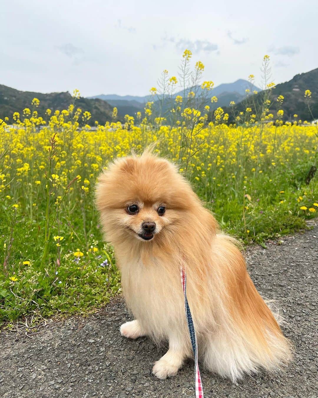 Hanaのインスタグラム：「今年の春の写真ですが #菜の花　と お姉のツーショット📷  #菜の花畑#花#flower#flowerphotography  #flowers#dog#dogsofinstagram#ポメラニアン#ポメ#pomeranian#kawaii#cute」