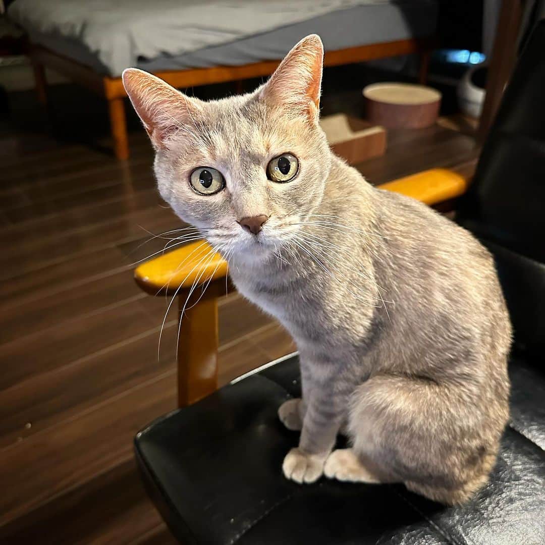 モアレ & クリエのインスタグラム：「「呼んだ？呼んだよね？」（呼んでない）  #モアクリ #moacrie #ねこ #猫 #cat #catsagram #ねこすたぐらむ #にゃんすたぐらむ #猫のいる暮らし #ねこのいる生活」