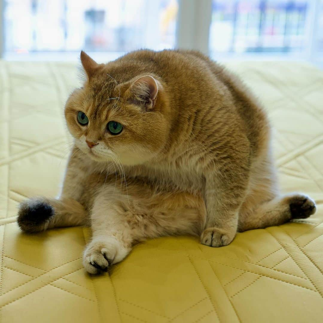 Hosicoさんのインスタグラム写真 - (HosicoInstagram)「Saturday is a good day! 🧘‍♂️」10月28日 19時56分 - hosico_cat