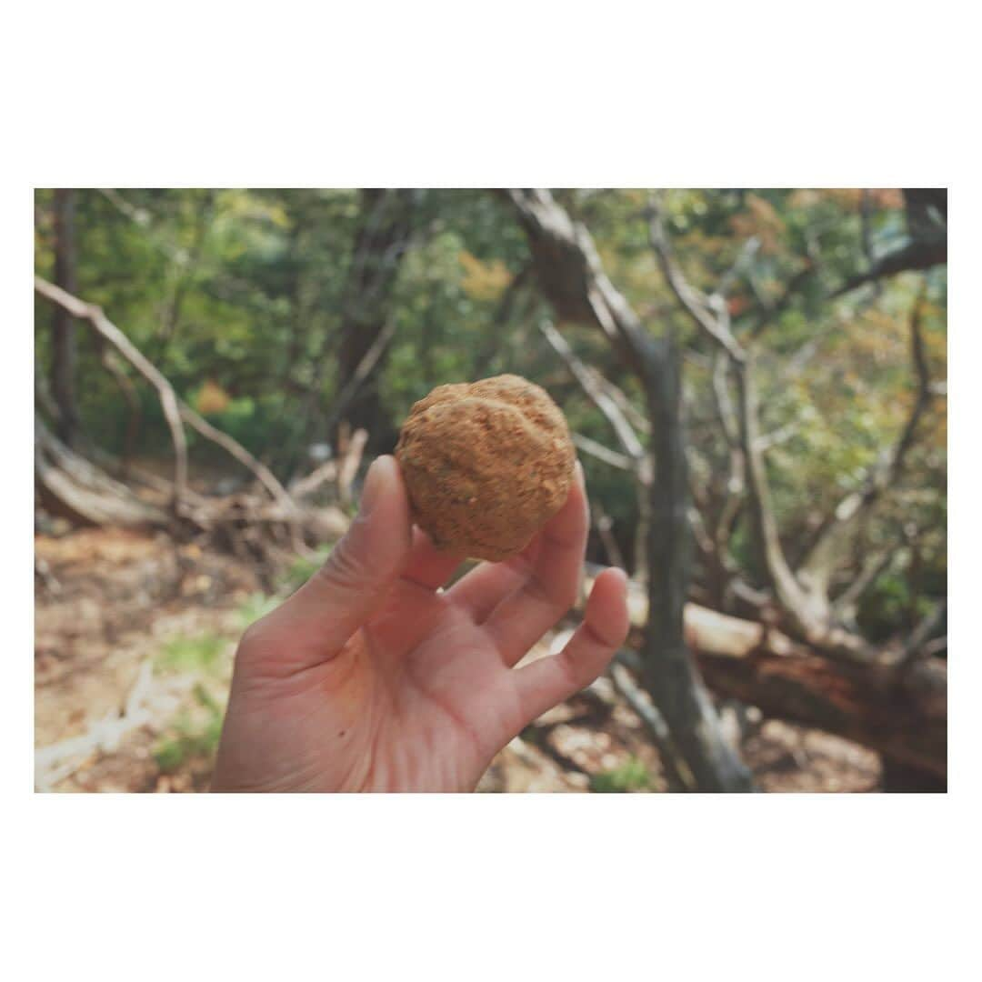 弥香さんのインスタグラム写真 - (弥香Instagram)「...............🌲👣🐒 木登り 登れるって楽しいね  この日は 山登りの先生が @kazuyay  ひょいっと木登りしてて 待ってました！とばかりに わたしの子供の頃のあの日(桜の木に登りさくらんぼをたべる)のように するすると木に登ってた  遠くに琵琶湖 鳥の声 そよそよ風がながれてて 木に身を寄せて一体化した気分  あ、よくよく考えれば 春に木の剪定でいろんな木に登ってたわ うふふ  山登りの土地粘土をみつけ ラッキー この日はテスト用に少しだけ  そのうち採りに登りにゆくからね  ゆっくりと 着々と  #木登り #山登り」10月28日 19時52分 - micanjuice