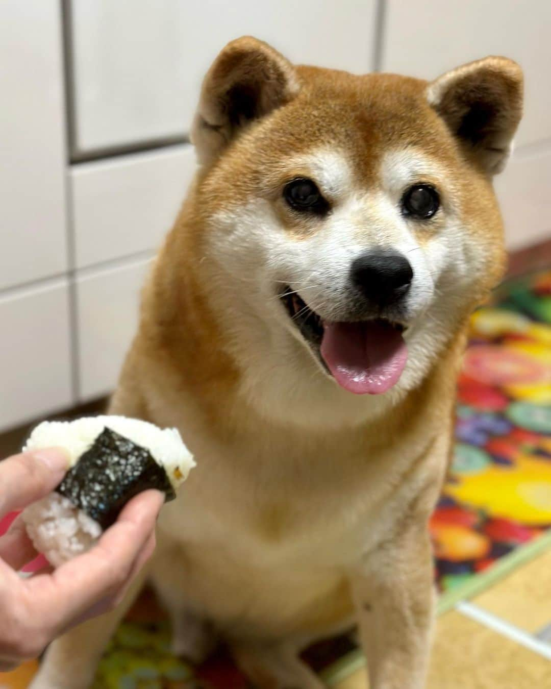 shibainu berryのインスタグラム：「🐻🍙 実家でおにぎりアクション🍙 べりやんはおにぎり食べてないけど😅 手に残ったごはん粒いただきました😋 実家では誰かに何かもらえると思ってキッチンで居座るおやじ🐻寒くなったからか？食欲が止まらなくて毎日芋茹でてもらってます🍠  #onigiriaction を付けて投稿すると協賛企業が寄付でアフリカ、アジアの子供達に給食5食届くよ😆(フィード投稿🙆‍♀️ストーリーズ🙅‍♀️) #犬の脾臓腫瘍 #犬の腫瘍摘出手術 #僧帽弁閉鎖不全症 #僧帽弁閉鎖不全症の犬 #僧帽弁閉鎖不全症手術済 #僧帽弁閉鎖不全症克服 #柴犬 #柴 #べりやん #べりむく #多頭飼い #徳島 #berry #shiba #shibainu  #shibainumania #ぷにっと部 #口角キュキュッと部 #チーム俺様 →部員絶賛募集中 #shiba_snap #proudshibas #instagramjapan #ふわもこ部 #pecoいぬ部 #pecotv #9gag @9gag @barked」