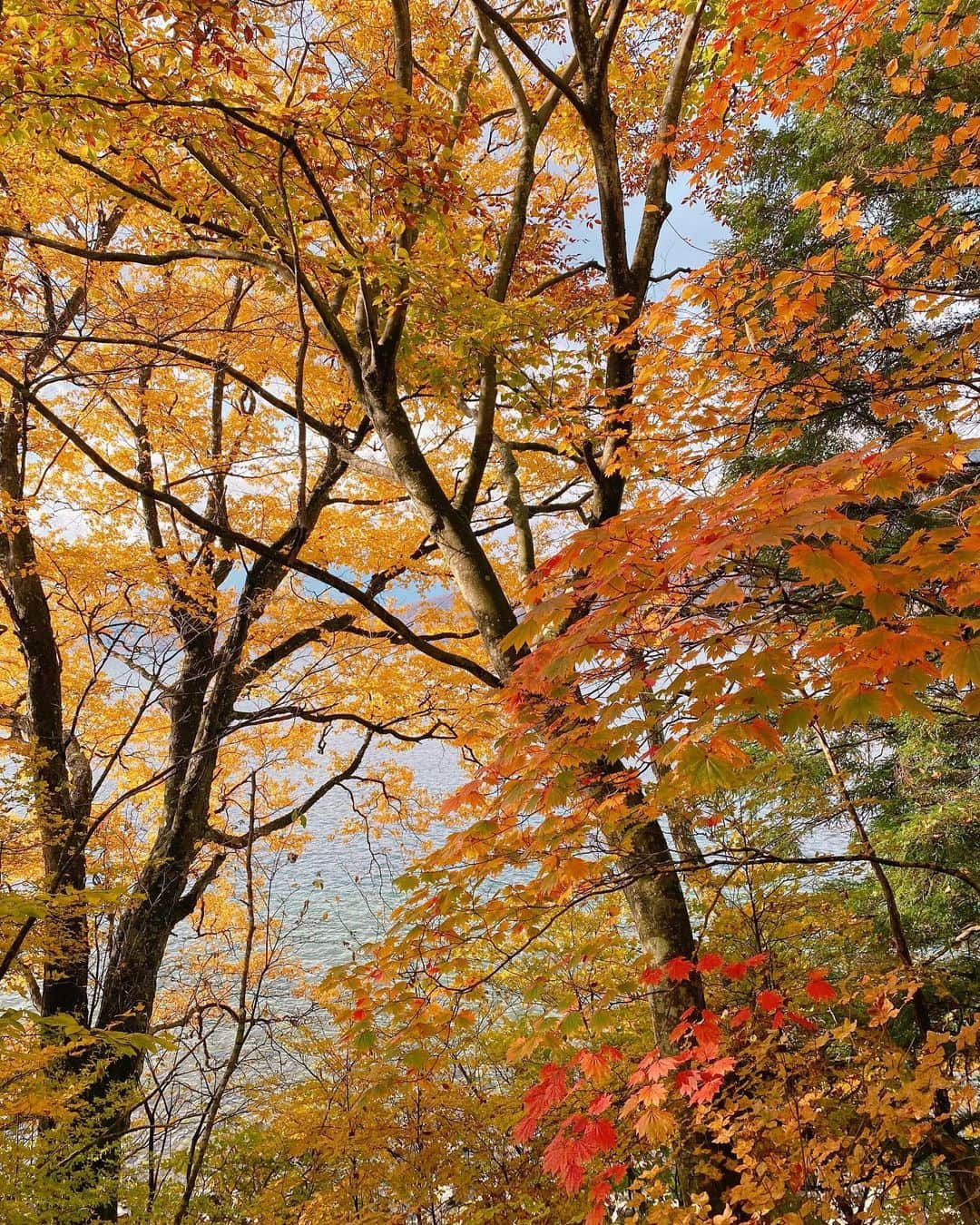 和田瞳さんのインスタグラム写真 - (和田瞳Instagram)「昨日は日帰りで日光へ🍁 紅葉が綺麗なタイミングで訪れることができてよかった〜  滞在時間が5時間あったので中禅寺湖の辺りをメインに散策を。 往復共に @tobutoptours_jp でスペーシア日光を取りました、初めて乗った🚃！  そして行ってみたかった旧英国大使館別荘がとってもよかったの、窓から中禅寺湖×紅葉という絶景を臨みながら、スコーンと紅茶を楽しむ時間がなんとも贅沢で忘れられません。  最後の1枚は道路が混みすぎて帰りの電車乗れないかもと焦ってたけど、奇跡的に間に合って歓喜の祝杯をあげるために急いで買ったビールです！！！！！ ※特に帰りは予定到着時刻より+30分以上はみて路線バスに乗ることをオススメします。  秋の日光最高でした🍂  vest : #melirich skirt : #RANDA tops : #momentplus bag : #louisvuitton . . . #PR #東武トップツアーズ #スゴ得 #日光紅葉 #紅葉スポット #日光観光 #tobutoptours #日帰り旅」10月28日 20時06分 - hitogram0218