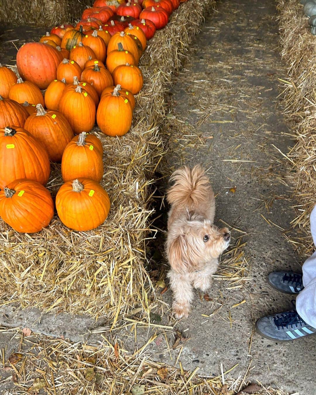 サクラ・キルシュさんのインスタグラム写真 - (サクラ・キルシュInstagram)「pumpkin season」10月28日 20時08分 - sakura_kirsch
