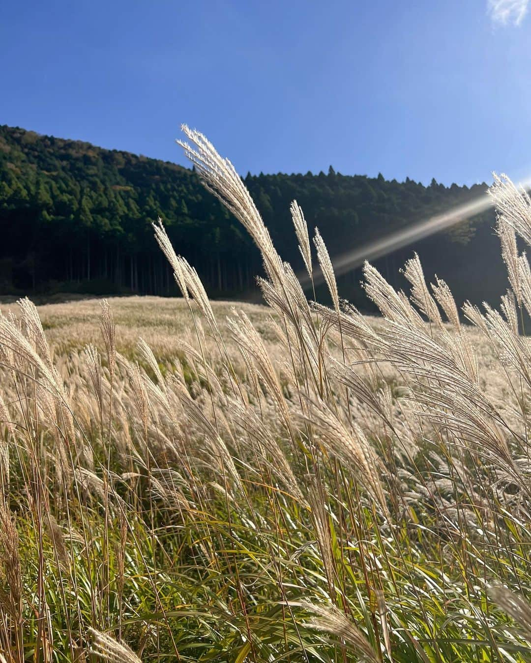 TOMOYAのインスタグラム：「🌾🌾  #仙石原 #仙石原すすき草原 #箱根 #国内旅行 #絶景 #日本 #すすき」