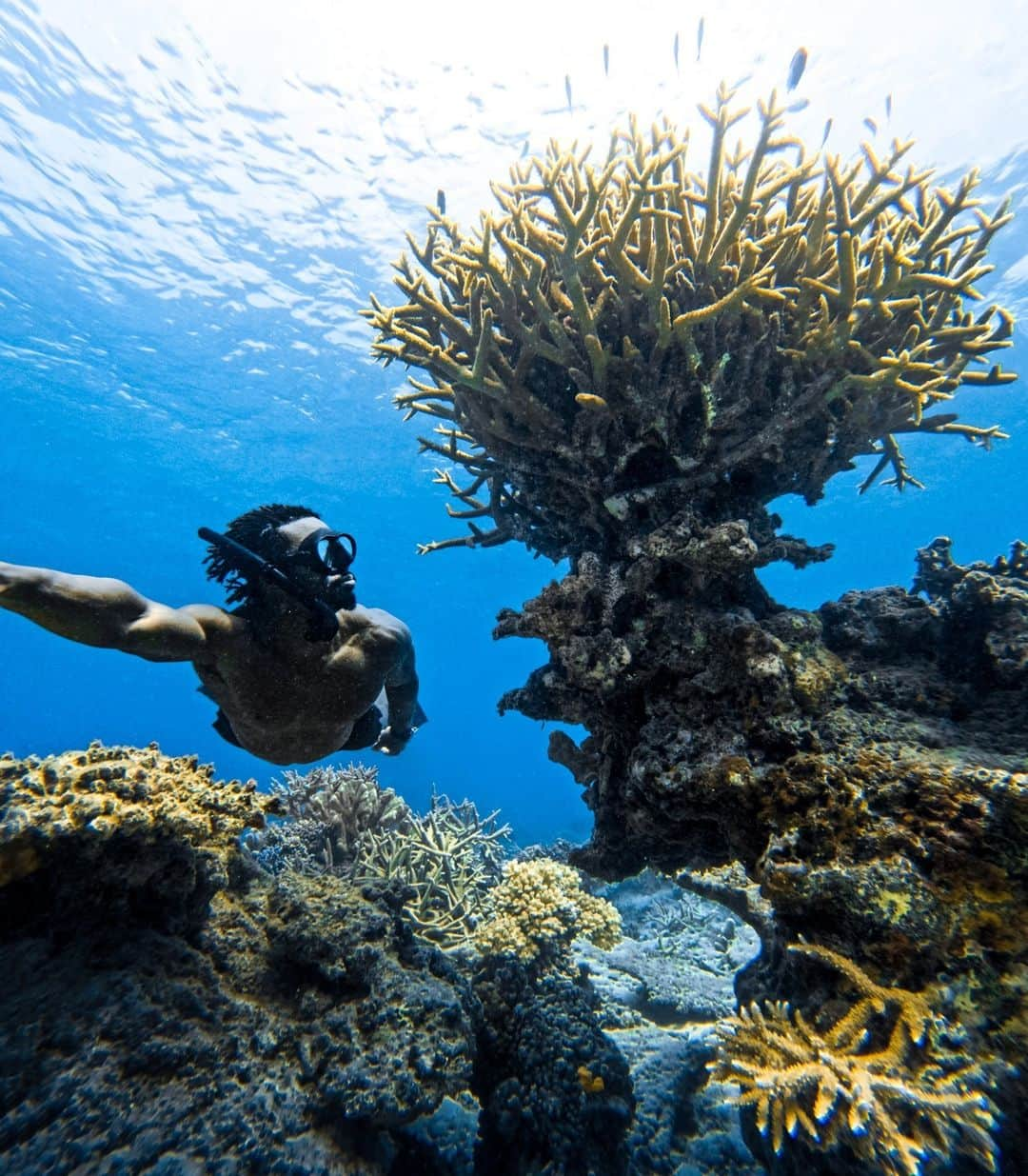 goproのインスタグラム：「Photo of the Day: The #GoProCreatorSummit is teeming with life 🪸 #GoProFamily member @andremusgrove took to the seas to explore Fiji's ancient reefs—home to 390 different species of coral.  #ProTip: Use Interval Photo Mode on #GoProHERO12 Black to snap images at a set cadence without having to touch your camera—great for both selfies + action shots.  @tourismfiji @fijisurfco #GoPro #GoProSelfie #UnderwaterPhotography #Coral #CoralReef #FreeDiving #Fiji #WhereHappinessComesNaturally」