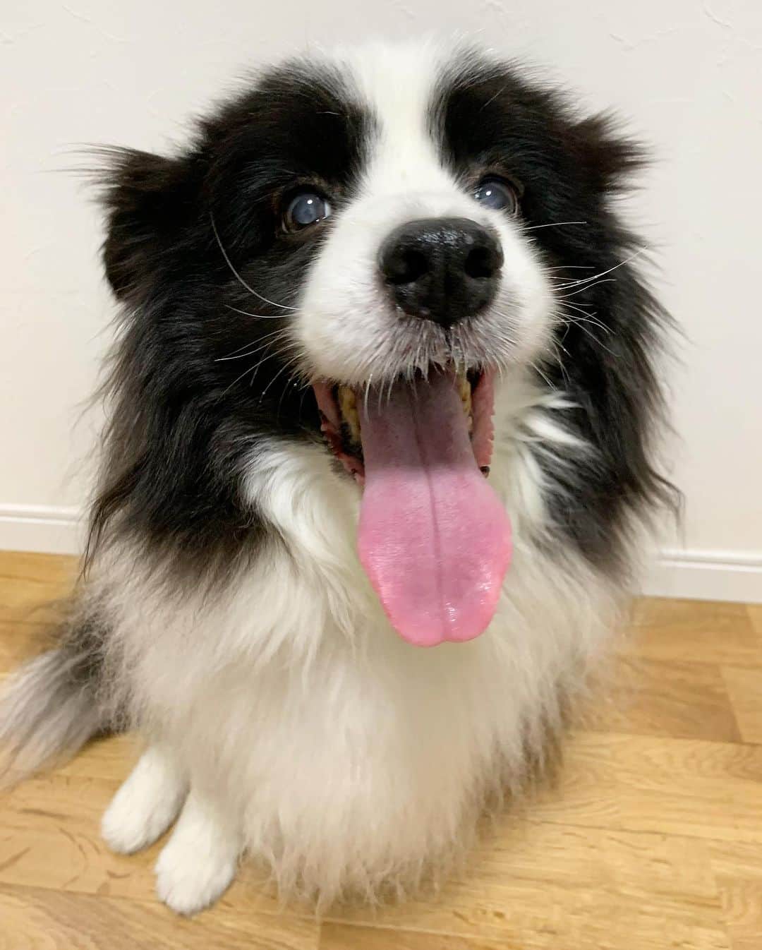 犬バカ部宣伝部長のインスタグラム：「夜中起きた時。 愛犬触ります？ ⁡ 僕ちんはどんだけ熟睡してよーが 触ります🖐️🤣 ⁡ ボダコ協会！？から怒られるかな？🤣🤣🤣 ⁡ #犬バカ部 #bordercollie #ボーダーコリー #dog #犬 #白黒 #そら #ふにゃボダ部 #ボダ娘 #ボダコ協会」