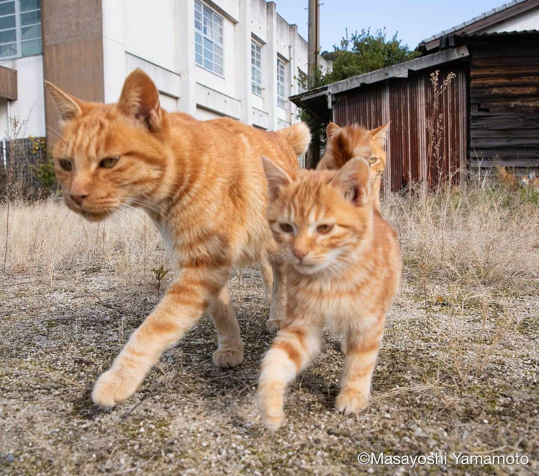 山本正義のインスタグラム：「あるく🐈  WALK🐈」