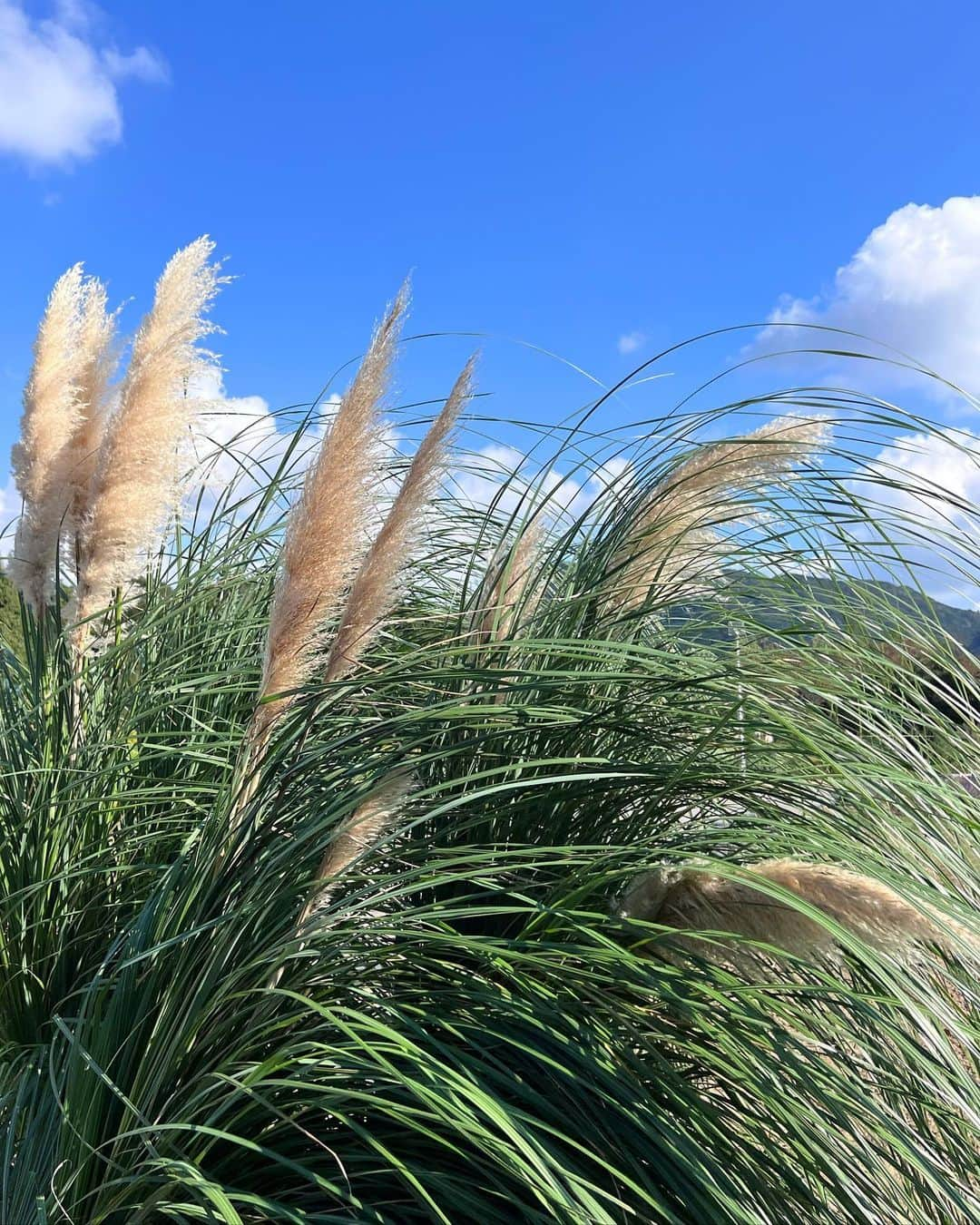 MIYUさんのインスタグラム写真 - (MIYUInstagram)「この前の📸🌾🍞🍁 #湯布院  #姉妹」10月28日 21時19分 - miyu__.oo