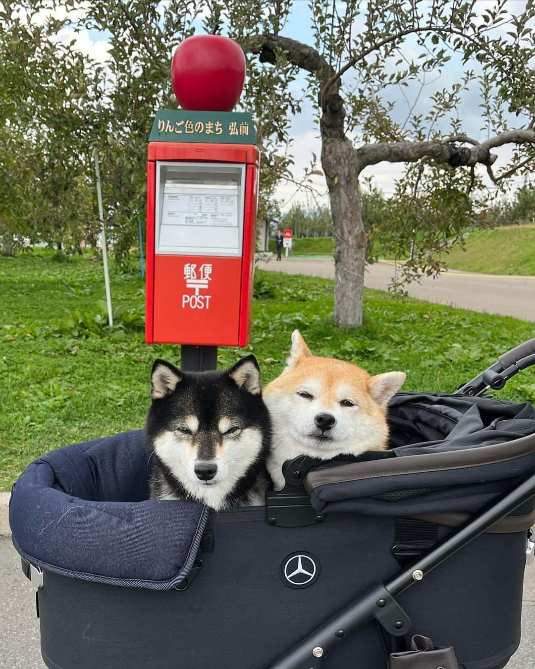 豆柴なつ&ふゆさんのインスタグラム写真 - (豆柴なつ&ふゆInstagram)「We go to Aomori🍎 弘前りんご公園🍎  We go to Aomori🏯 青森・弘前城🏯  #東北旅行 #青森 #弘前 #aomori #りんご公園 #apple     #trip  #犬連れ旅行　#旅行 #ワンコと旅行 #犬と旅行  #犬のいる暮らし  #しばいぬ #シバフル #わんダフォ #shibamania  #shiba_snap  #instashiba#cutedogs  #柴犬#shiba #shibainu #shibastagram #pecoいぬ部 #shibainumag_feature #dogoftheday  #🐕📷 #theshibasociety」10月28日 21時31分 - mameshiba.natsuinu56