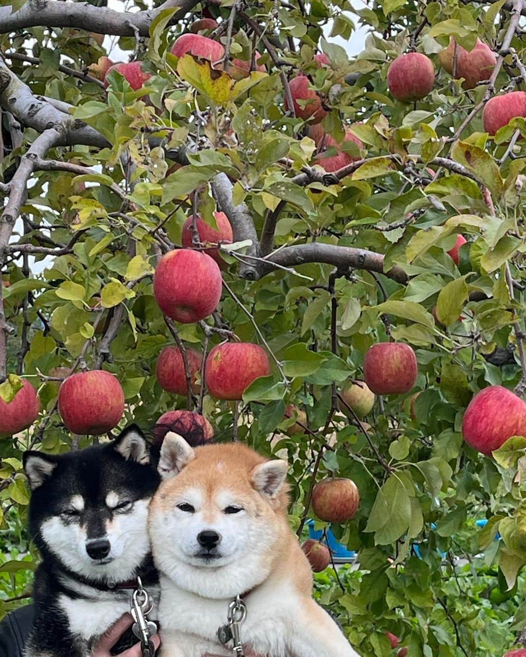 豆柴なつ&ふゆのインスタグラム