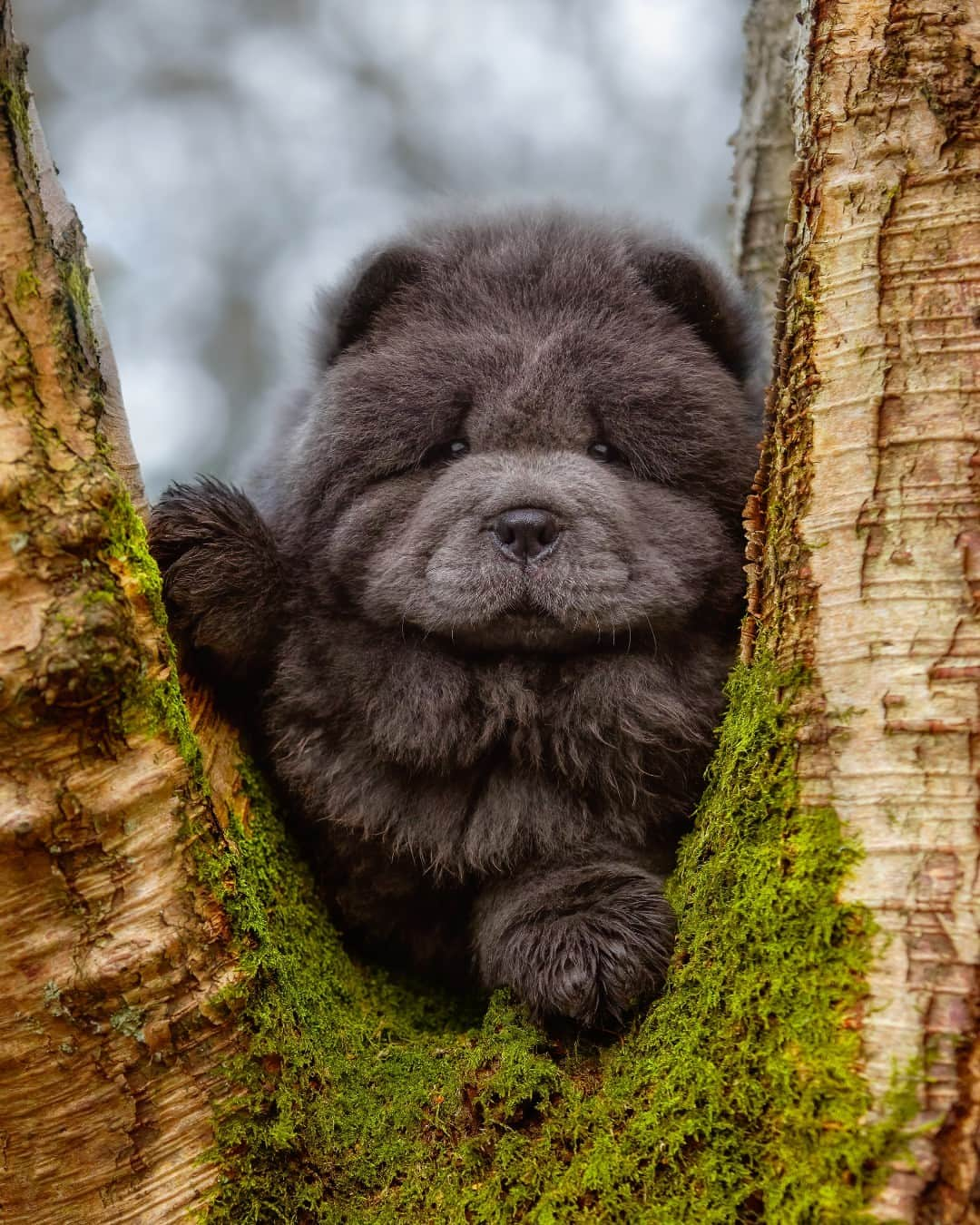 Canon UKのインスタグラム：「Pandora the Chow Chow is just a natural in front of the camera.  📷 by @adventurepawtraits  Camera: EOS 5D Mark IV Lens: EF 70-200mm f/2.8L IS III USM Shutter Speed: 1/200, Aperture: f/3.2, ISO 400  #myphotography #photogear #canonshooter #mycamerabag #canongear #cameraaddict #dailygear #canonuk #mycanon #canon_photography #canoncamera #EOS5D」