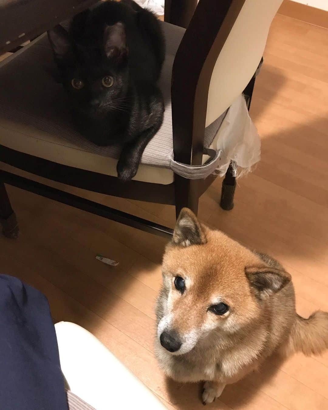 柴犬はなこ Shibainu Hanakoのインスタグラム