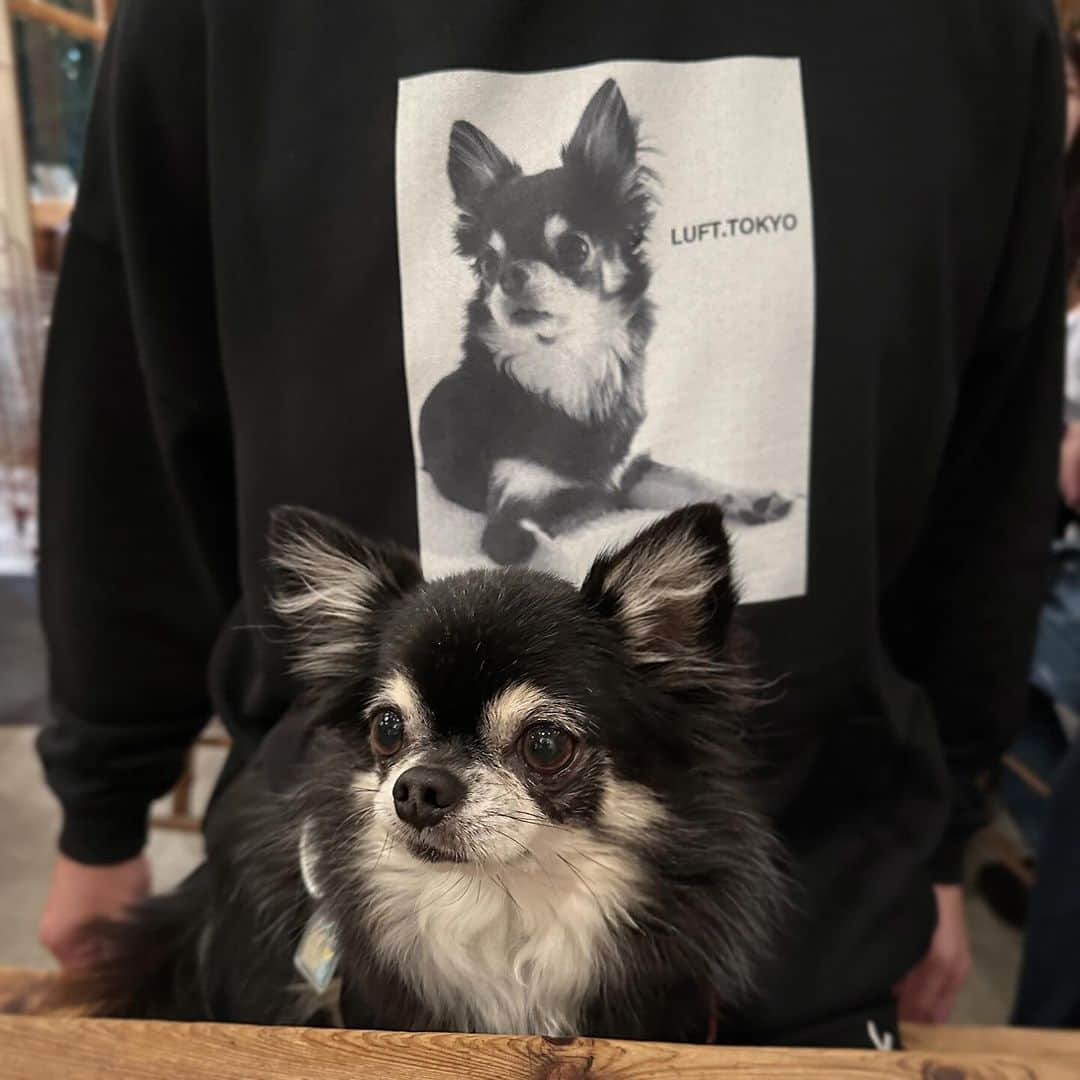 中倉隆道さんのインスタグラム写真 - (中倉隆道Instagram)「. ルフトパーカー🐶👕  ひんやりしてきたからＴシャツと同じデザインでパーカー作ったぁ😆✨  生地しっかりしてて３シーズン着られそう♬ 色違いでも作ろうかな🤣  #うちの子グッズ #うちの子パーカー #パーカー #わんこ #ワンコ #わんこのいる生活 #チワワ #愛犬 #luft #チワワ大好き #instachihuahua #dog #cutedog #강아지 #puppy #chihuahuas #わんことお出かけ」10月28日 21時43分 - ryudo.tokyo