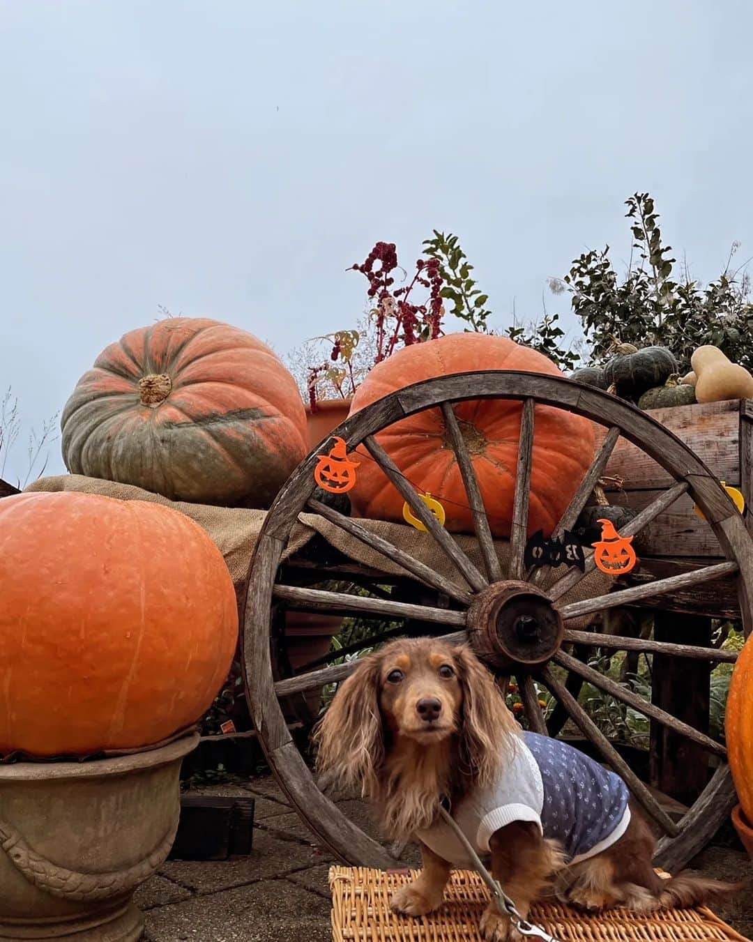 くるみんのインスタグラム：「* 大石公園のつづき  公園内にあった、他のハロウィン🎃オブジェ  昨日のストーリーズにワンちゃんドッ「グ」って載せちゃったけど、正しくはドッ「ク」ですね💦 ドッグじゃ犬犬じゃんwww  #カニンヘンダックスフント #カニンヘンダックスフンドチョコタン #カニンヘンダックス多頭飼い #カニンヘンダックスの日常 #カニンヘン #カニンヘンダックス #カニンヘンチョコタン #カニンヘンダックスチョコタン #カニンヘンの会 #カニンヘンダックスフンド #ダックス多頭飼い #ダックスフントカニンヘン #ダックスフント #ダックスフンドカニンヘン #ダックスフンドチョコタン #ダックスフンド #ダックス部 #ダックス #ダックスの日常 #ダックス短足部 #いぬバカ部 #いぬすたぐらむ #短足部 #大石公園 #ハロウィン #halloween #dachshund #dachs #dogstagram #dog」