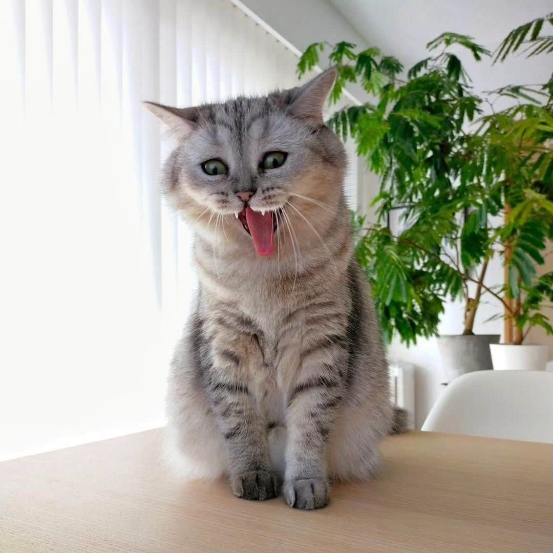 寅次郎（とらちゃん）さんのインスタグラム写真 - (寅次郎（とらちゃん）Instagram)「あくび対決🐻🐻‍❄️🌿  やたら楽しそうな寅兄に対して 小梅はハロウィンぽい👻  #あくび猫 #あくびの瞬間  #猫好きさんと繋がりたい  #猫とインテリア  #funnycats #meowd #catlife」10月28日 21時58分 - torachanthecat