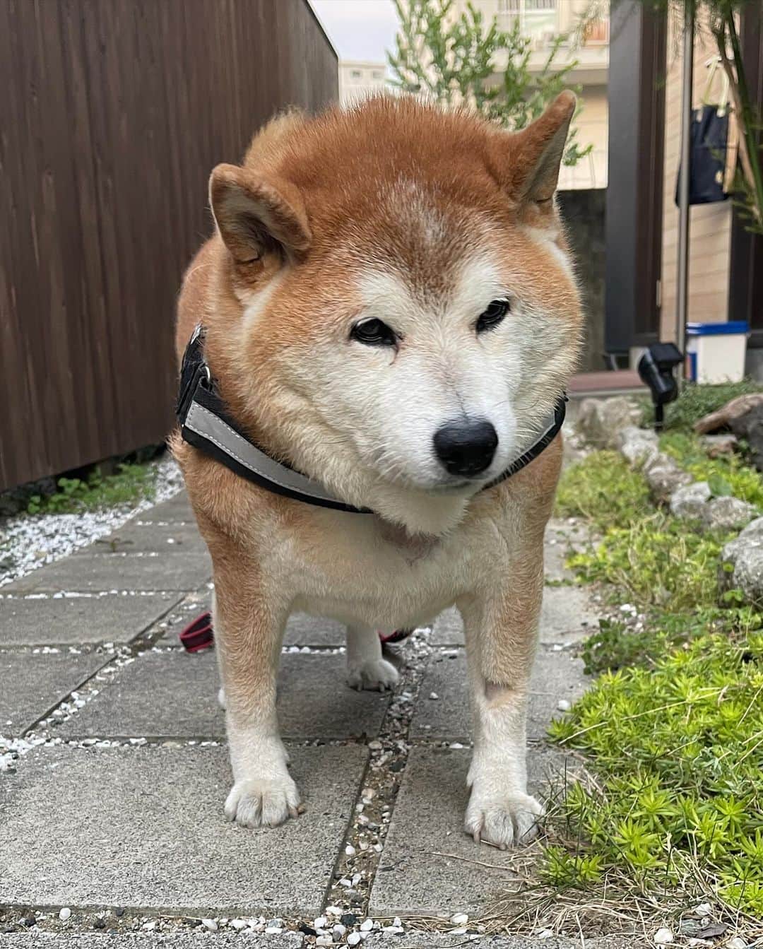 柴犬 たろさんのインスタグラム写真 - (柴犬 たろInstagram)「何度もすいましぇーん🐻❤️ 月曜日、緊急手術になりました。 たぶん、癌ではないみたいとの判断だけど💉  このままでは、毎日点滴をしないといけない状況であると診断が出ました。   えっとー、甲状腺がはみ出て巨大になってて、 うーんと💬それを取る手術をして、 1週間入院します。🐻  タロちゃんに応援📣お願いします🙇‍♀️ 無事に帰ってきますよーに🐻🚗  がんばれ👍たーろちゃん‼️🥹」10月28日 21時59分 - tarochantarochan