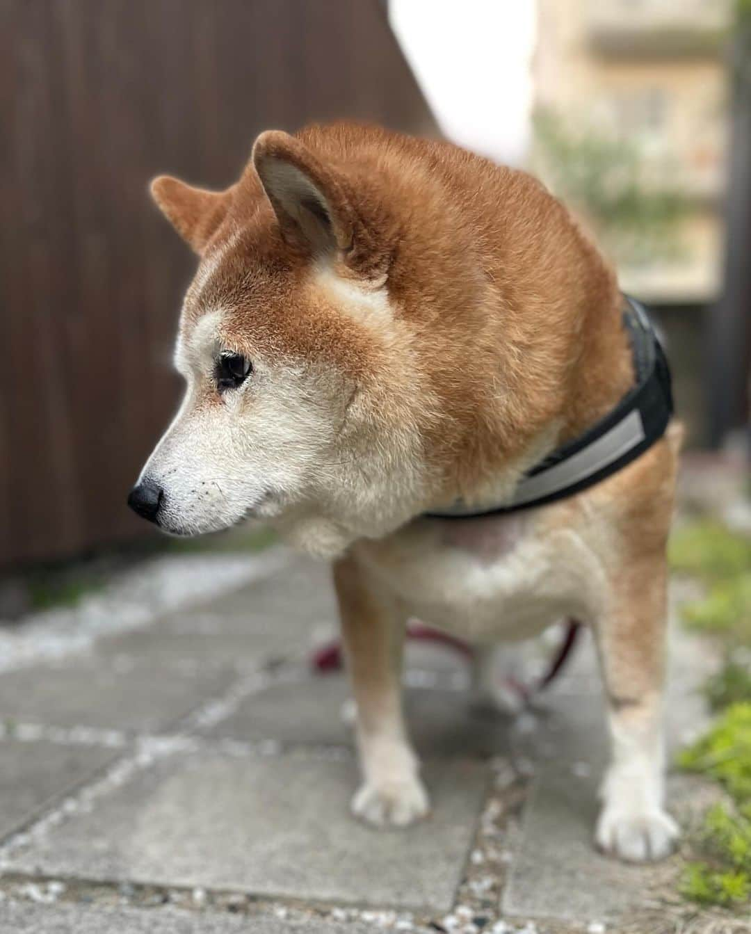 柴犬 たろさんのインスタグラム写真 - (柴犬 たろInstagram)「何度もすいましぇーん🐻❤️ 月曜日、緊急手術になりました。 たぶん、癌ではないみたいとの判断だけど💉  このままでは、毎日点滴をしないといけない状況であると診断が出ました。   えっとー、甲状腺がはみ出て巨大になってて、 うーんと💬それを取る手術をして、 1週間入院します。🐻  タロちゃんに応援📣お願いします🙇‍♀️ 無事に帰ってきますよーに🐻🚗  がんばれ👍たーろちゃん‼️🥹」10月28日 21時59分 - tarochantarochan