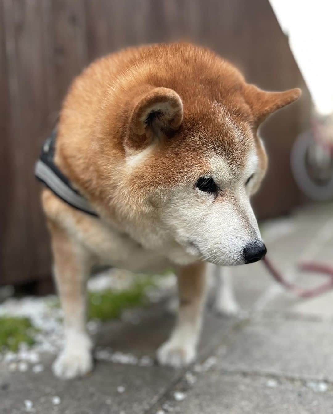 柴犬 たろさんのインスタグラム写真 - (柴犬 たろInstagram)「何度もすいましぇーん🐻❤️ 月曜日、緊急手術になりました。 たぶん、癌ではないみたいとの判断だけど💉  このままでは、毎日点滴をしないといけない状況であると診断が出ました。   えっとー、甲状腺がはみ出て巨大になってて、 うーんと💬それを取る手術をして、 1週間入院します。🐻  タロちゃんに応援📣お願いします🙇‍♀️ 無事に帰ってきますよーに🐻🚗  がんばれ👍たーろちゃん‼️🥹」10月28日 21時59分 - tarochantarochan