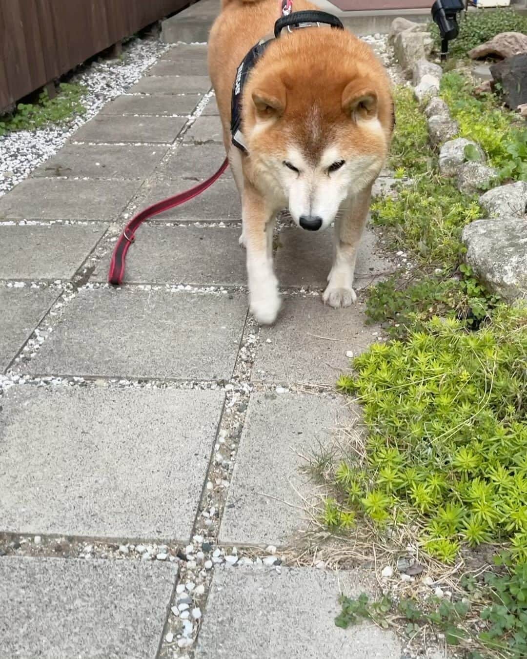 柴犬 たろのインスタグラム：「何度もすいましぇーん🐻❤️ 月曜日、緊急手術になりました。 たぶん、癌ではないみたいとの判断だけど💉  このままでは、毎日点滴をしないといけない状況であると診断が出ました。   えっとー、甲状腺がはみ出て巨大になってて、 うーんと💬それを取る手術をして、 1週間入院します。🐻  タロちゃんに応援📣お願いします🙇‍♀️ 無事に帰ってきますよーに🐻🚗  がんばれ👍たーろちゃん‼️🥹」