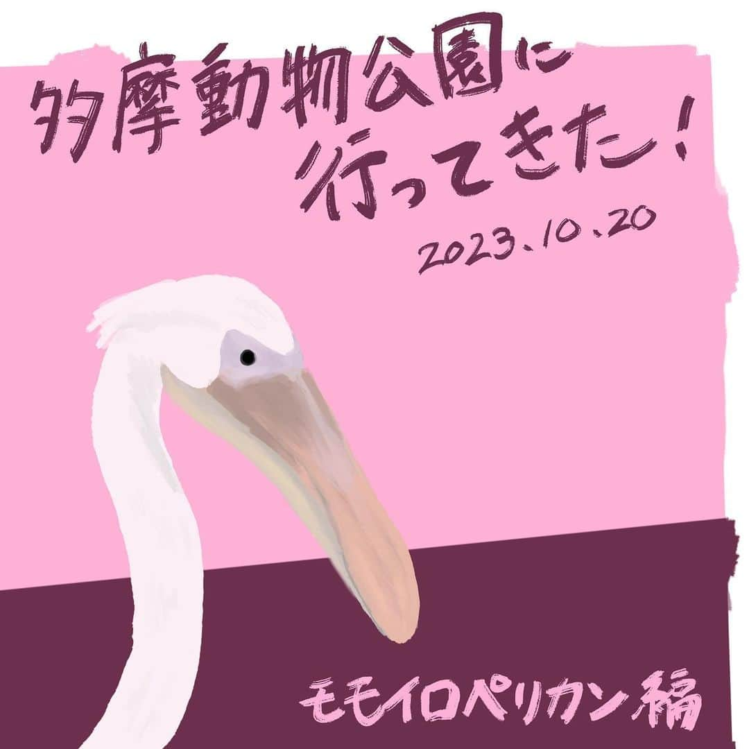 竹内一希のインスタグラム：「多摩動物公園のイラスト、お次はモモイロペリカン。 ペリカンはなんだかキョトンとしていて癒されますね。 下のクチバシが大きく広がるってかなり面白いですよね。 のど袋というそうです。これで器用に魚を捕まえたり、体温調節なんかも出来ちゃうらしい。 池の辺りに集まっていたペリカンたちのカパカパコミュニケーションが印象的。  #多摩動物公園  #モモイロペリカン  #ペリカン  #イラスト」