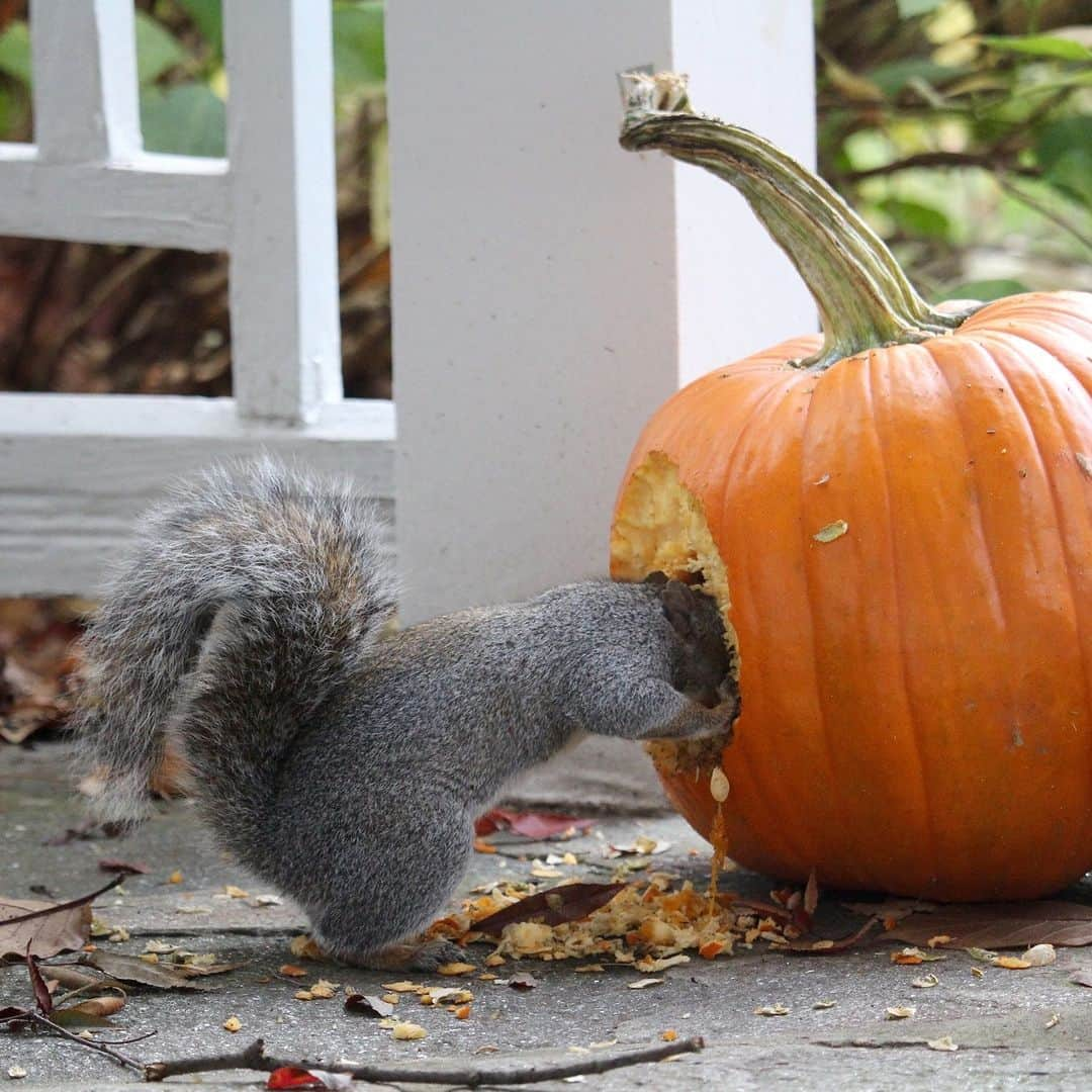 アニマルプラネットのインスタグラム：「Pumpkin carving contest 😂  📷: Cyndi Monaghan  #HappyHalloween #pumpkinseason」