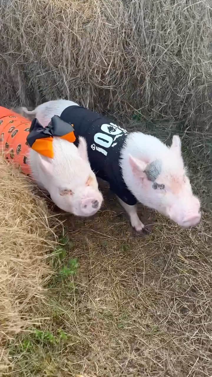 Priscilla and Poppletonのインスタグラム：「Oh My Piggy Goodness! We got to go through a hay maze. Penn was out in no time. Posey stopped for a little break but beat Pop out at the last second. Mommy said we wouldn’t be as fast in a corn maze. What do you think?🐷🖤🎃 #HunsaderFarms #PumpkinFestival #KOAcamping #PiggyPenn #PoseyandPink #PrissyandPop」