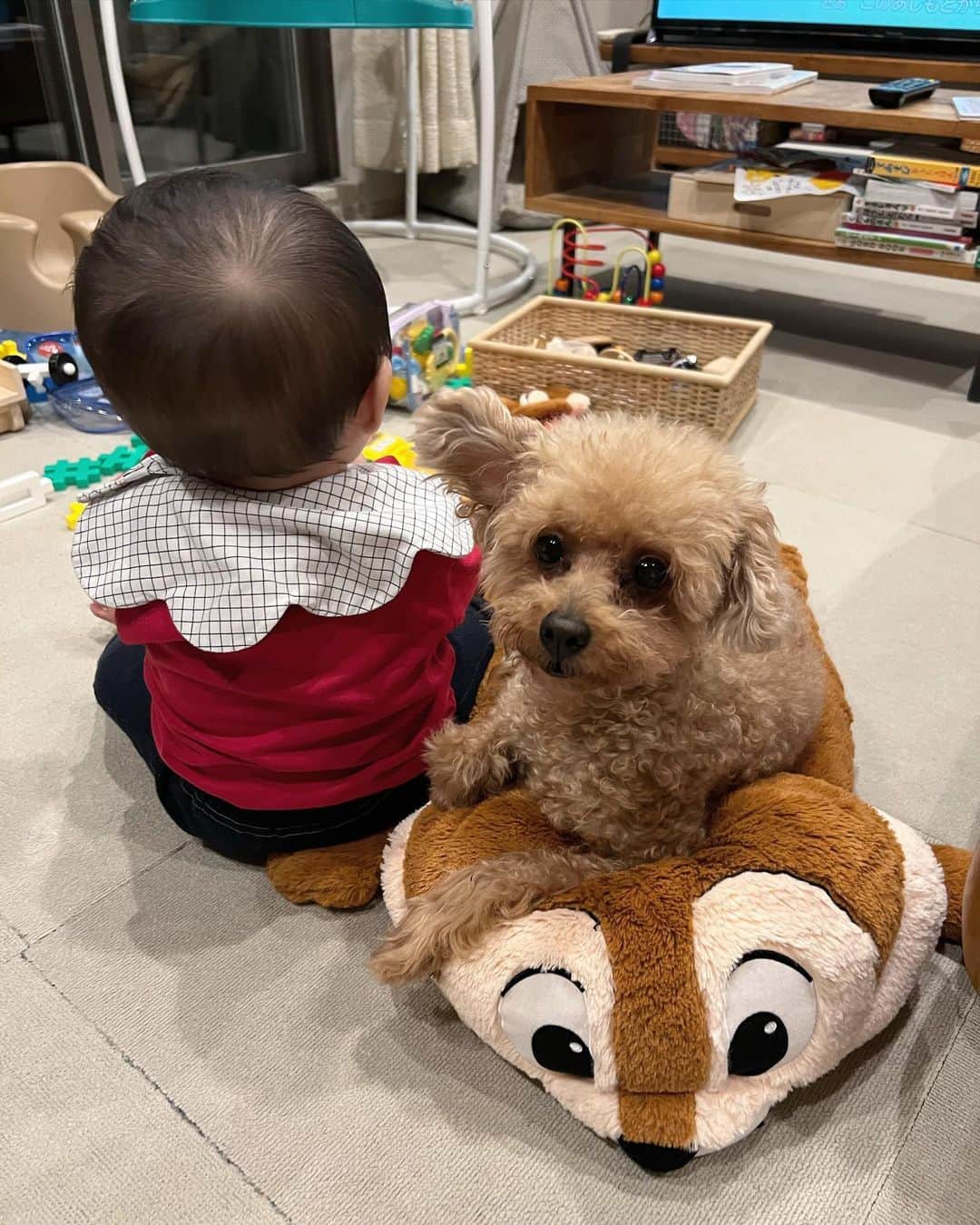 木村沙織のインスタグラム：「. もう少しで9歳になるシュプと、今日で8カ月のぼく🐶👦🏻🫶🏼 . . #しゅぷ🐶 #チップ大丈夫？🤔😂」