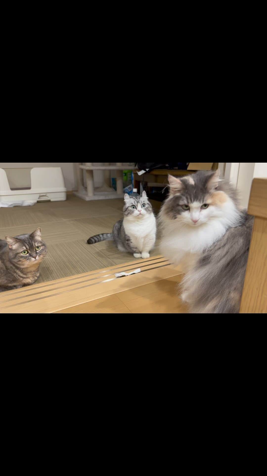 こむぎこまるのインスタグラム：「. . . 紙に興味を示す3匹の猫😺😽😸❤️ .  Paper and three cats 😺😽😸❤️ . . . #横で撮らないと入りませんでした #物がゴチャついててスミマセヌ #playingcats #norwegianforestcat  #ノルウェージャンフォレストキャット  #munchkins #短足マンチカン #短足部 #癒し猫 #cats_of_instagram  #cats_of_world  #3cats」