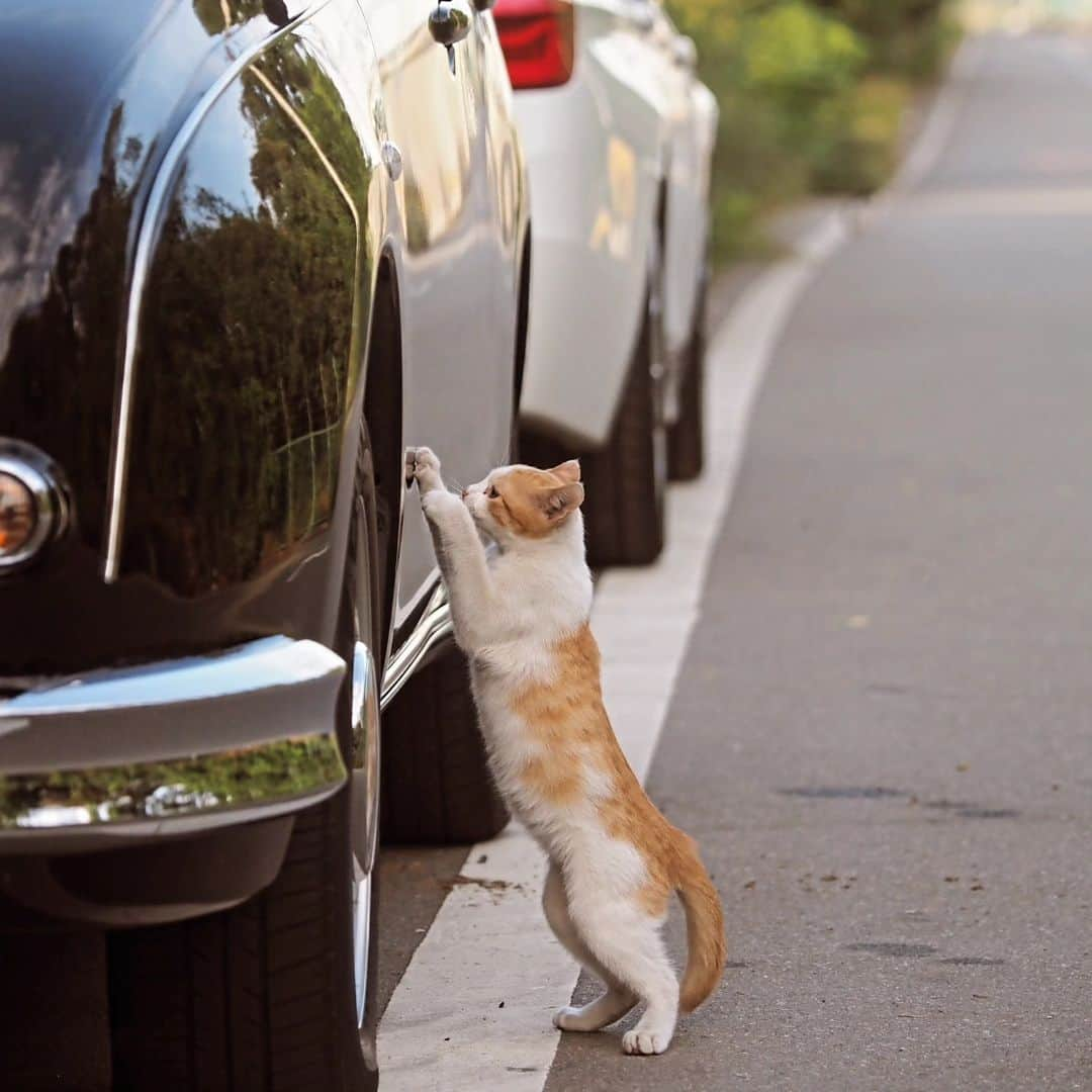 路地裏のにゃん吉さんのインスタグラム写真 - (路地裏のにゃん吉Instagram)「They're clean and sparkling! ピカピカ仕上がりにゃ😼  猫仲間に「車磨いてくれようで」の声に見てみたら なるほど一生懸命フキフキしてた  CAMERA ︰OMD-EM1mark Ⅱ LENZ︰M.ZUIKO DIGITAL ED 12-100mm F4.0 IS PRO   #om猫写真#om写真投稿 #のらねこ部 #japancamera_official #猫部#nekoclub#แมว#icu_japan #igersjp#猫 #にゃんすたぐらむ#ig_catsclub #cats #catsofinstagram #gatto#catloversclub#bnw_catalonia  #東京カメラ部#icu_japan#cute #catstagram#tanddフォトコンテスト2023#Discover #bestcatclub #ig_creative #写真を止めるな#1x_japn #lovers_nippon」10月28日 22時28分 - nyankichi5656