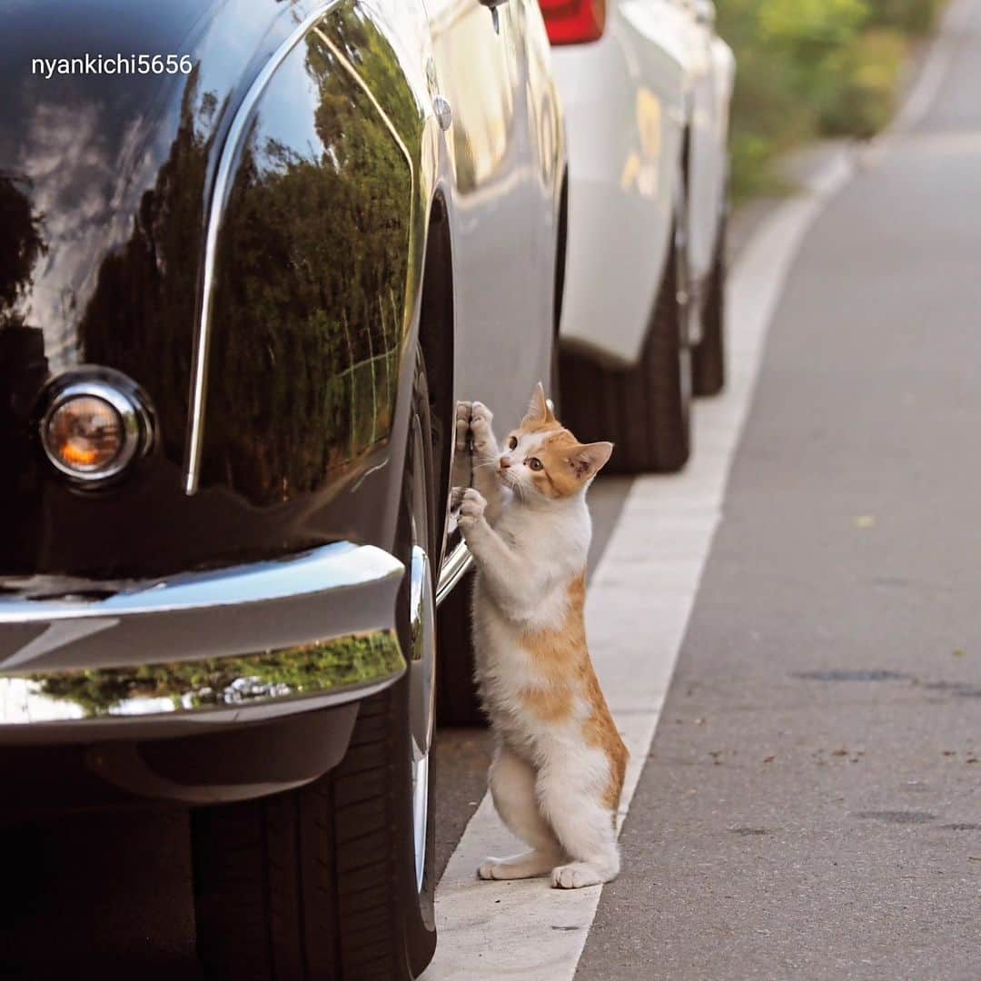 路地裏のにゃん吉のインスタグラム：「They're clean and sparkling! ピカピカ仕上がりにゃ😼  猫仲間に「車磨いてくれようで」の声に見てみたら なるほど一生懸命フキフキしてた  CAMERA ︰OMD-EM1mark Ⅱ LENZ︰M.ZUIKO DIGITAL ED 12-100mm F4.0 IS PRO   #om猫写真#om写真投稿 #のらねこ部 #japancamera_official #猫部#nekoclub#แมว#icu_japan #igersjp#猫 #にゃんすたぐらむ#ig_catsclub #cats #catsofinstagram #gatto#catloversclub#bnw_catalonia  #東京カメラ部#icu_japan#cute #catstagram#tanddフォトコンテスト2023#Discover #bestcatclub #ig_creative #写真を止めるな#1x_japn #lovers_nippon」