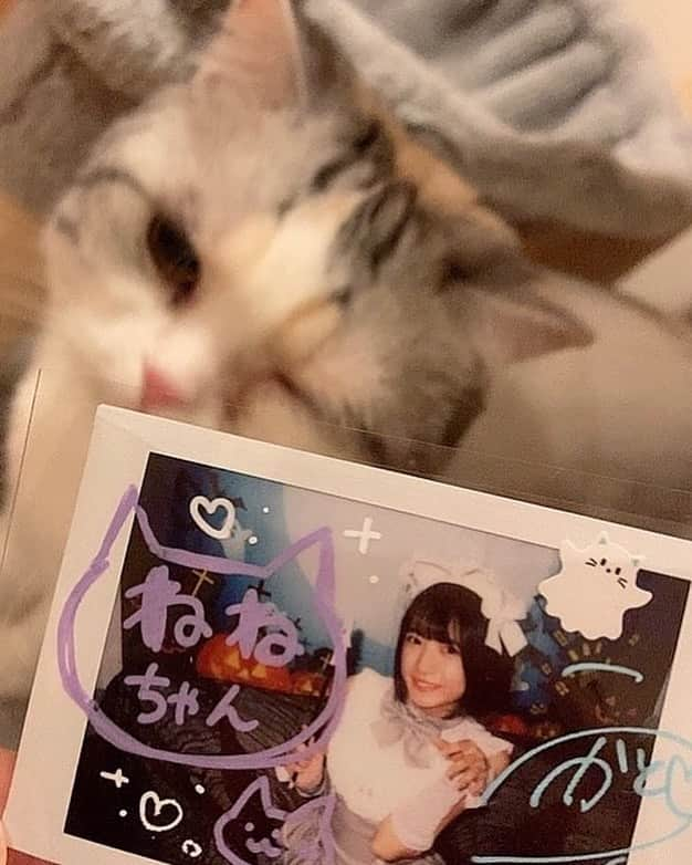 加藤結のインスタグラム：「大阪の実家にいるねこ様の元にも、宿題チェキが届いたみたいです。 嬉しい♡ お迎えしてくださった皆さま、ありがとうございます。ハッピーハロウィン！！！！」