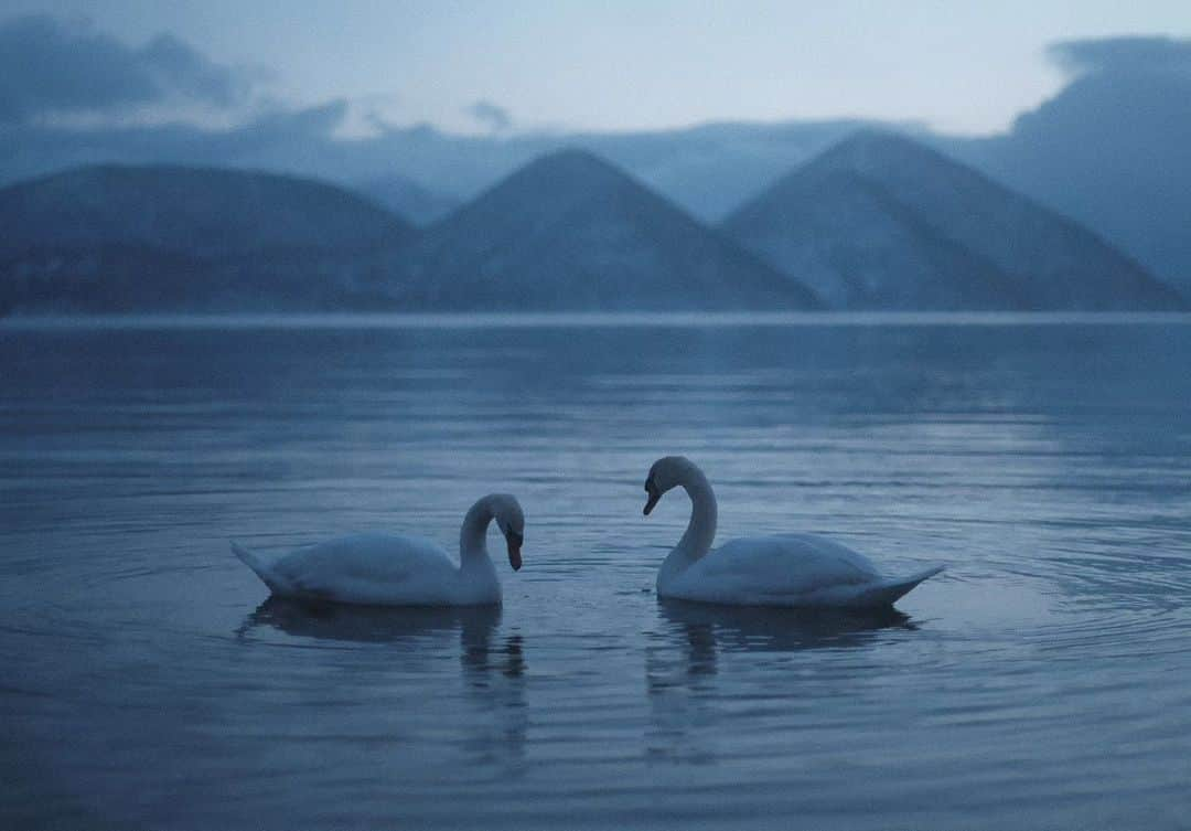 岩倉しおりさんのインスタグラム写真 - (岩倉しおりInstagram)「二羽の白鳥。」10月28日 22時37分 - iwakurashiori