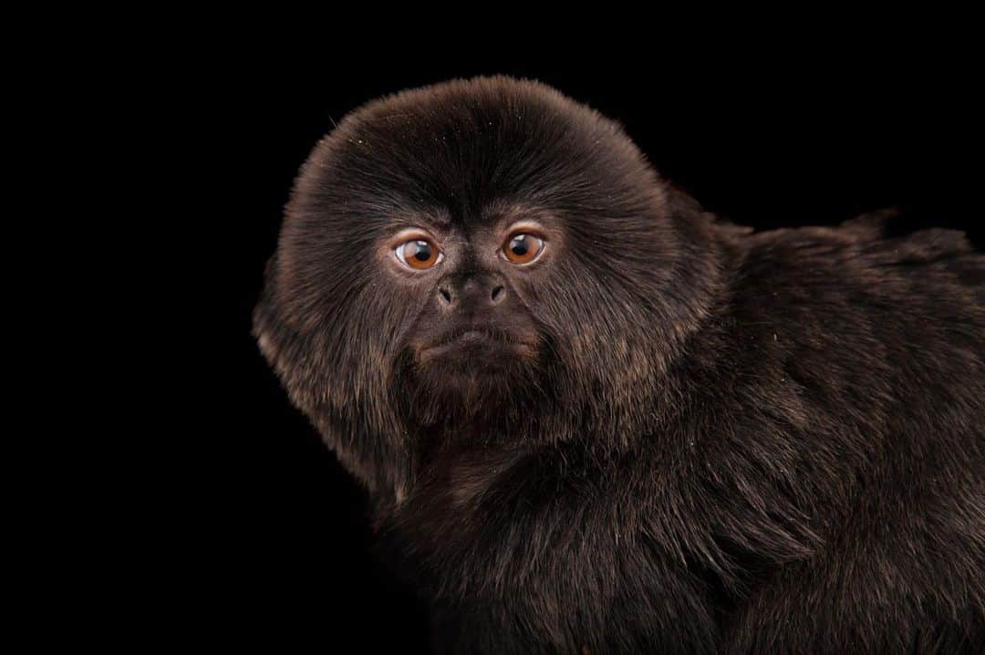 Joel Sartoreのインスタグラム：「A small and agile monkey, the Goeldi’s marmoset spends most of its time in the forests of the northern Amazon in search of fungi and fruit. When traveling through their home range, they climb and leap, sometimes turning in mid-air before grabbing onto their desired landing spot. Scientists have documented impressive horizontal leaps of up to 13 feet! Photo taken @millerparkzoo.   #monkey #marmoset #primate #animal #wildlife #photography #animalphotography #wildlifephotography #studioportrait #PhotoArk @insidenatgeo」