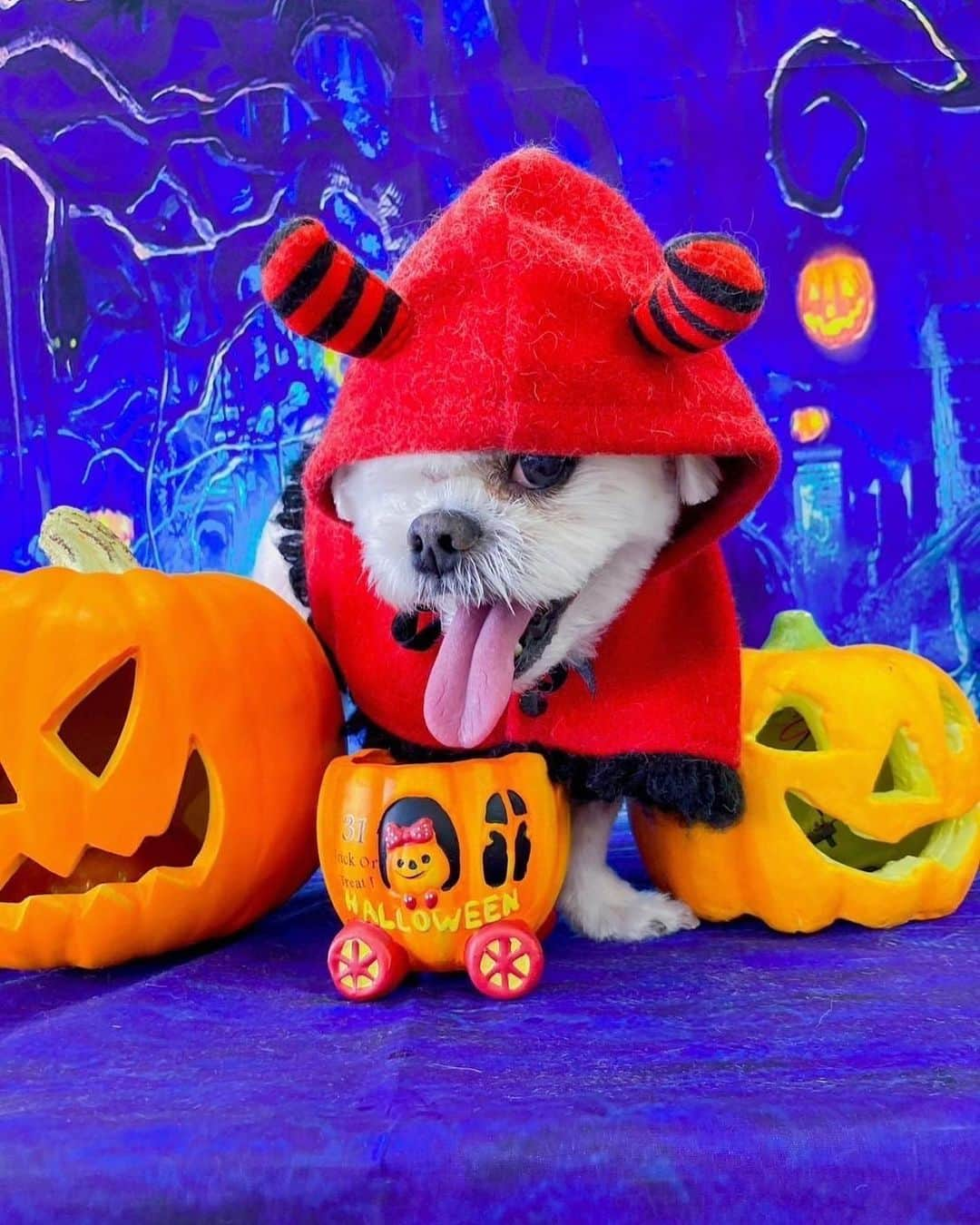 前園真聖さんのインスタグラム写真 - (前園真聖Instagram)「Happy Halloween🎃 #アンジェロ #ミックス犬」10月28日 22時57分 - maezono_masakiyo